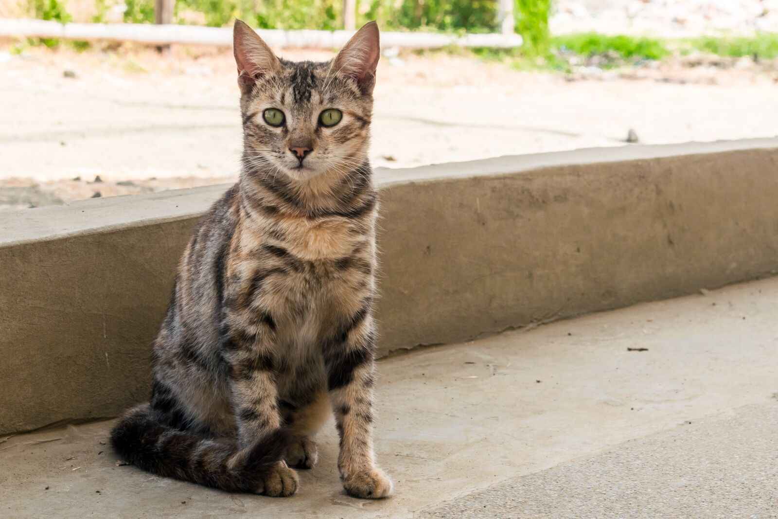 Nikon D5300 sample photo. Cat, animal, cute photography