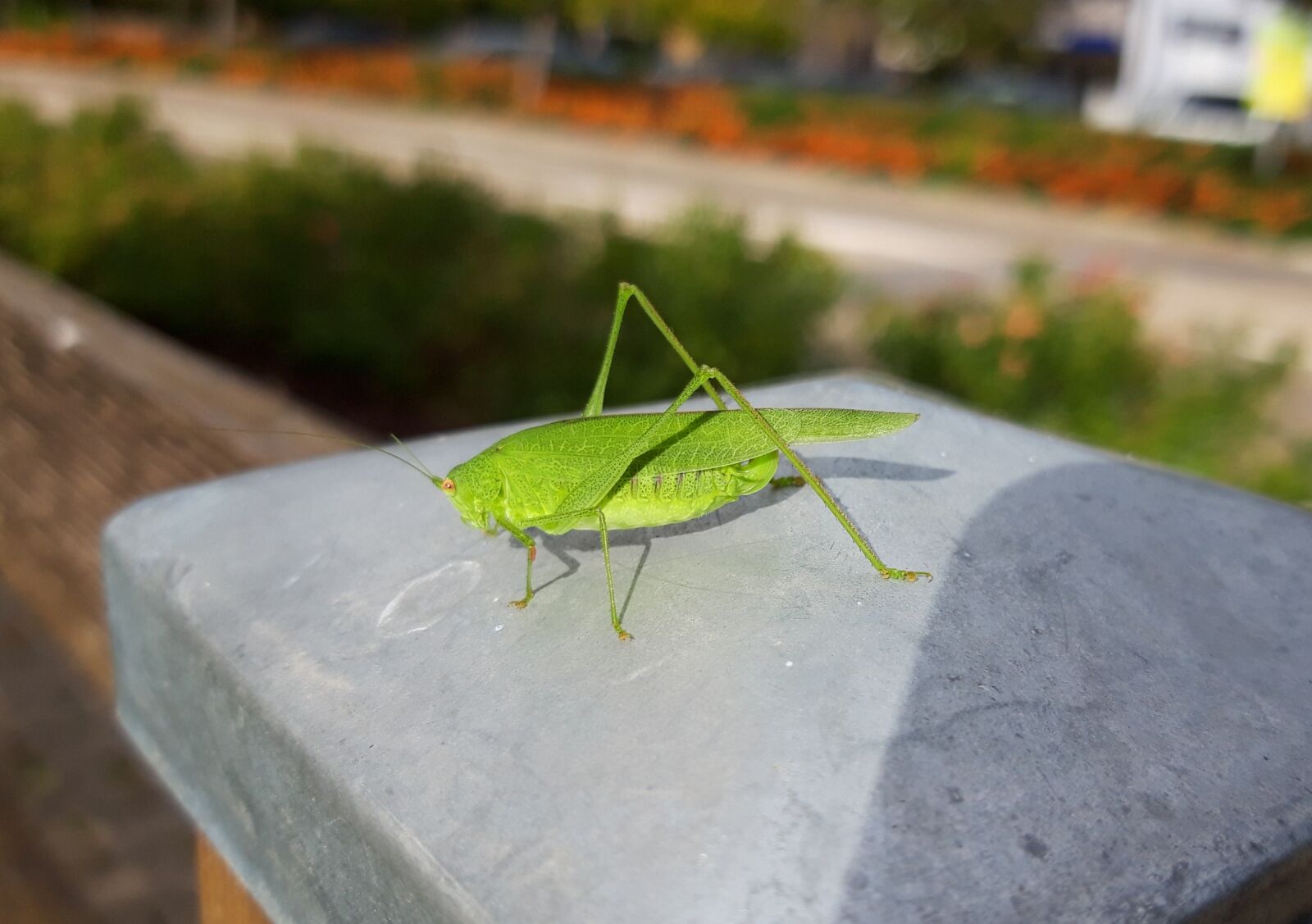 Samsung Galaxy A6 sample photo. Grasshopper, green, insect photography