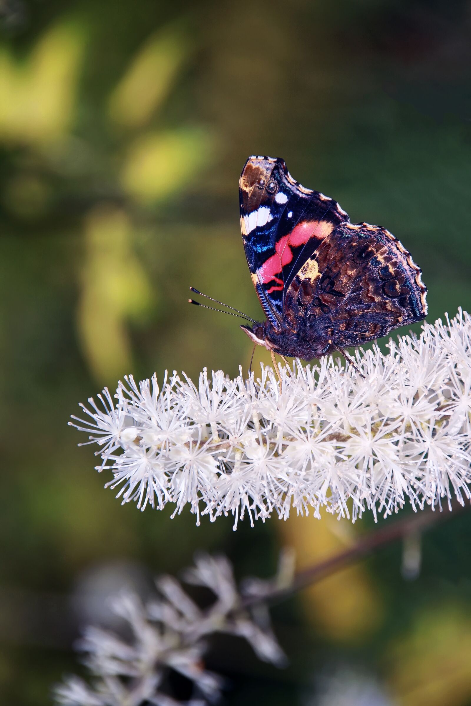 Canon EOS 1000D (EOS Digital Rebel XS / EOS Kiss F) sample photo. Butterfly, insect, close up photography