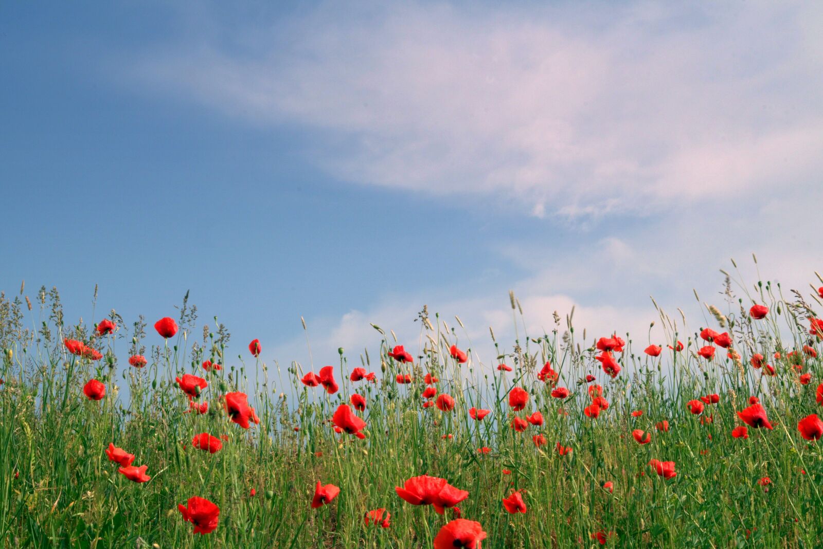 Pentax K-S2 sample photo. Poppies, red, field photography