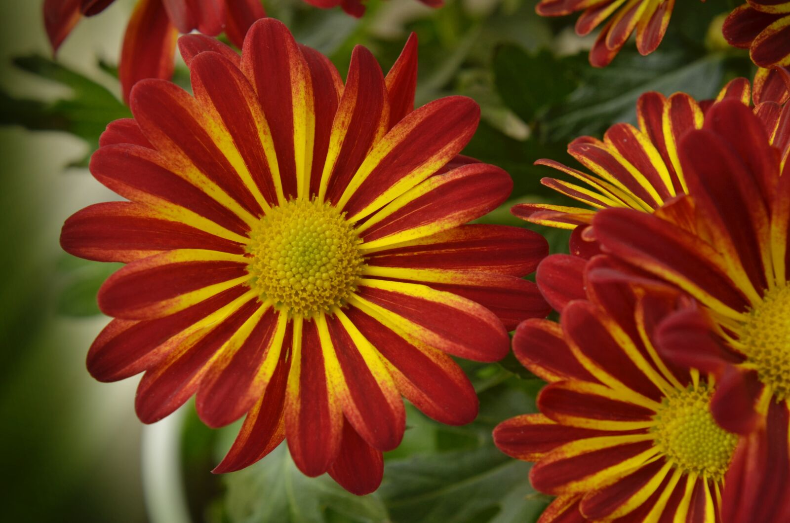 Nikon D7000 sample photo. Chrysantéma, flower, beautiful photography