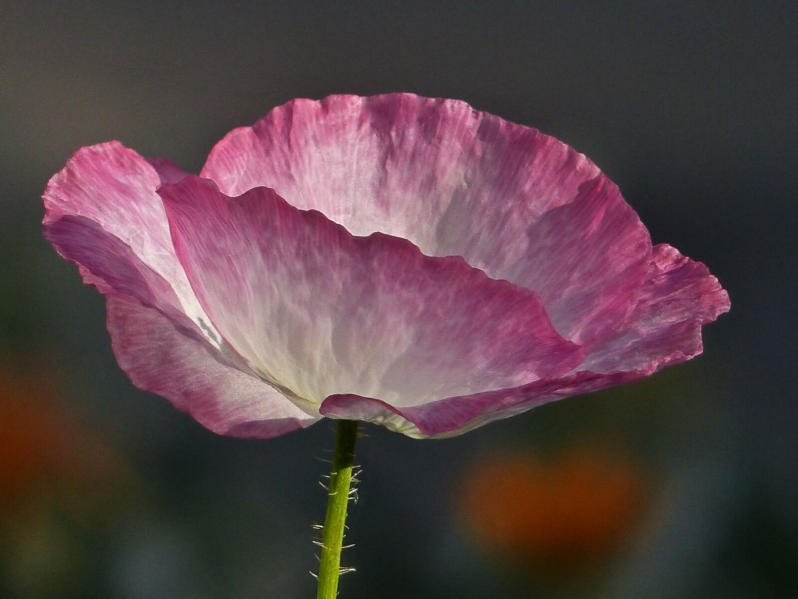 Panasonic Lumix DMC-FZ200 sample photo. Beautiful, flower, beauty photography