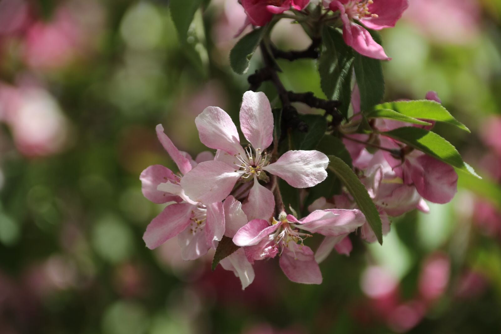 Canon EOS 77D (EOS 9000D / EOS 770D) sample photo. Apple tree, flowers, spring photography