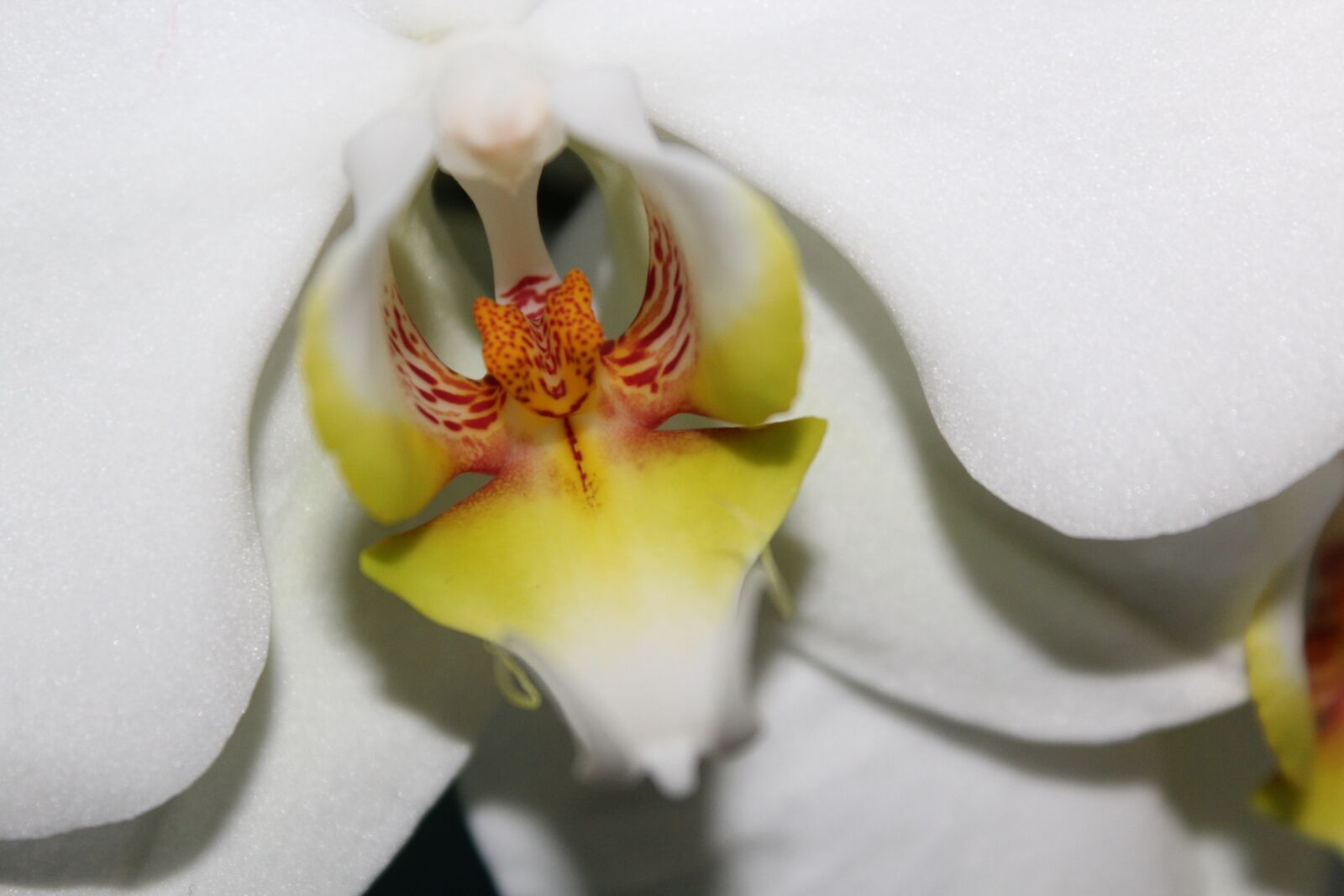 Canon EOS 1200D (EOS Rebel T5 / EOS Kiss X70 / EOS Hi) sample photo. Orchid, flower, white photography