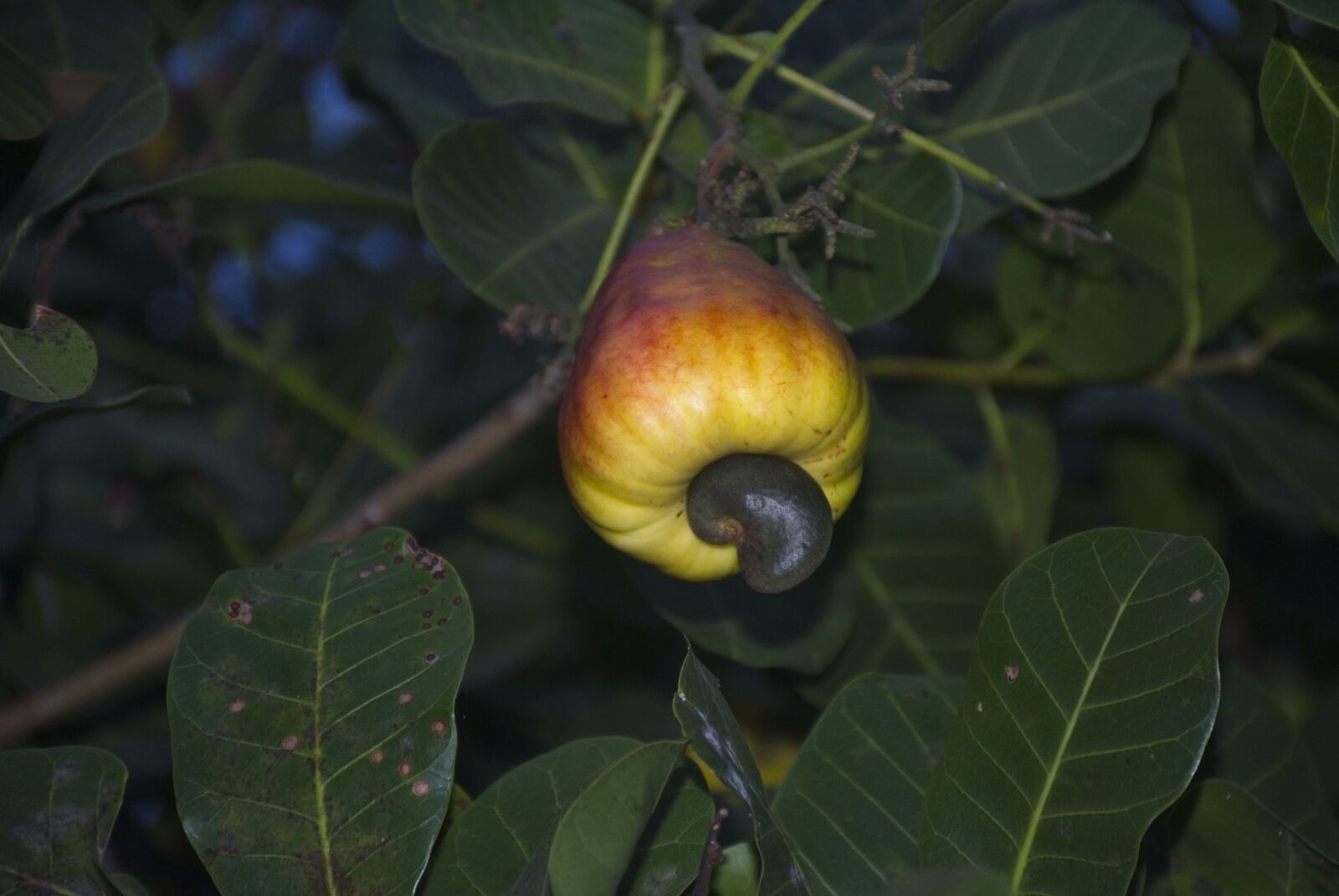 Nikon D7200 sample photo. Cashew, fruit, tropical fruit photography