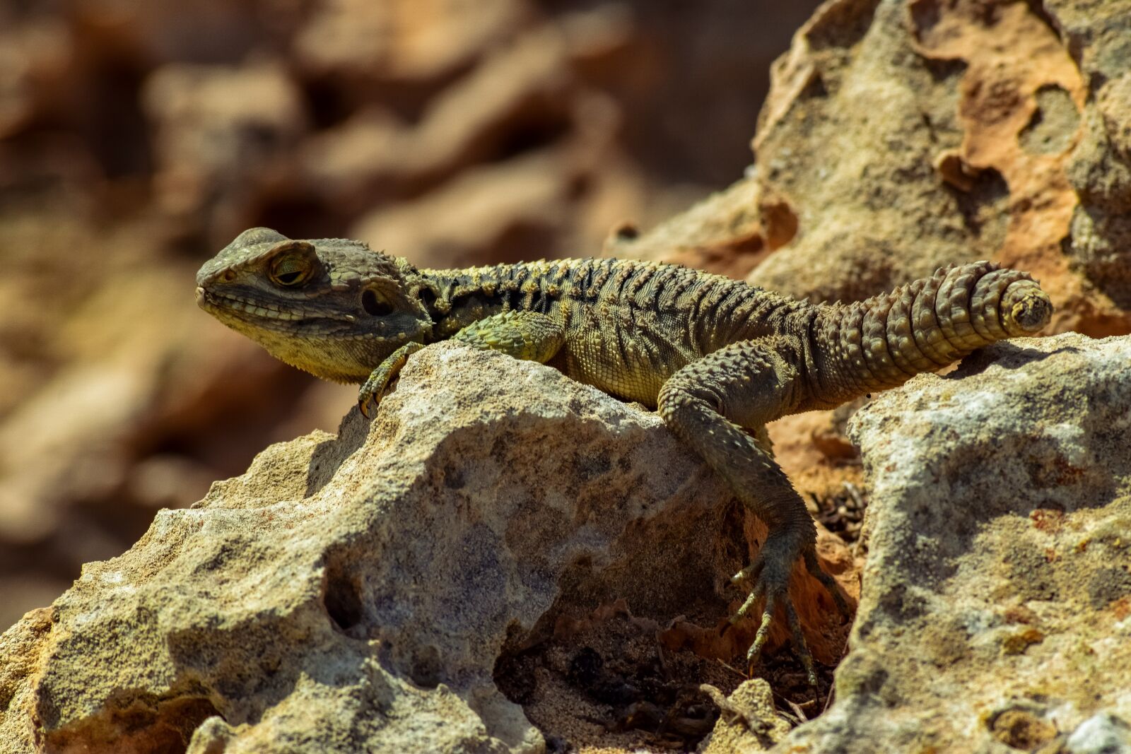 Nikon D3300 sample photo. Reptile, nature, lizard photography