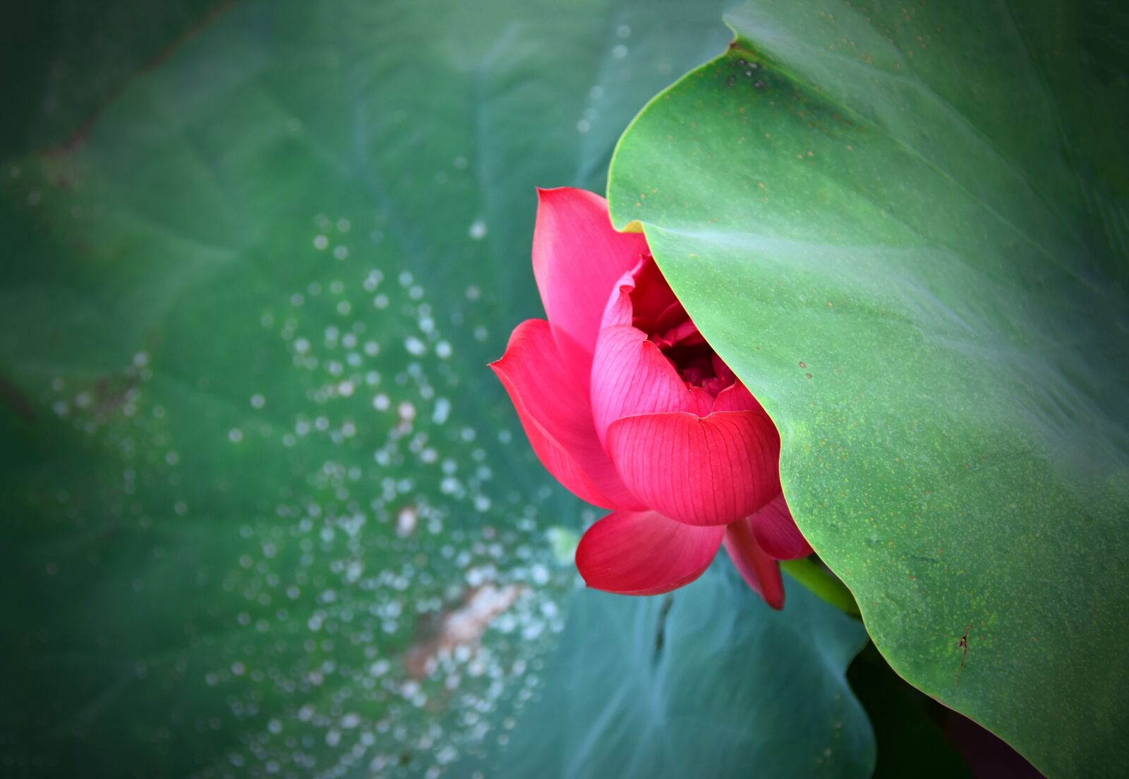 Nikon D7200 sample photo. Lotus flower, blooming, beautiful photography