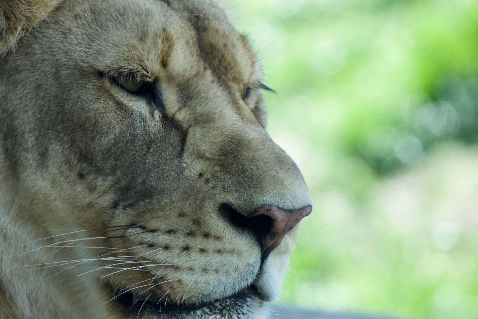 Canon EOS 1100D (EOS Rebel T3 / EOS Kiss X50) sample photo. Animal, mammal, wildlife photography