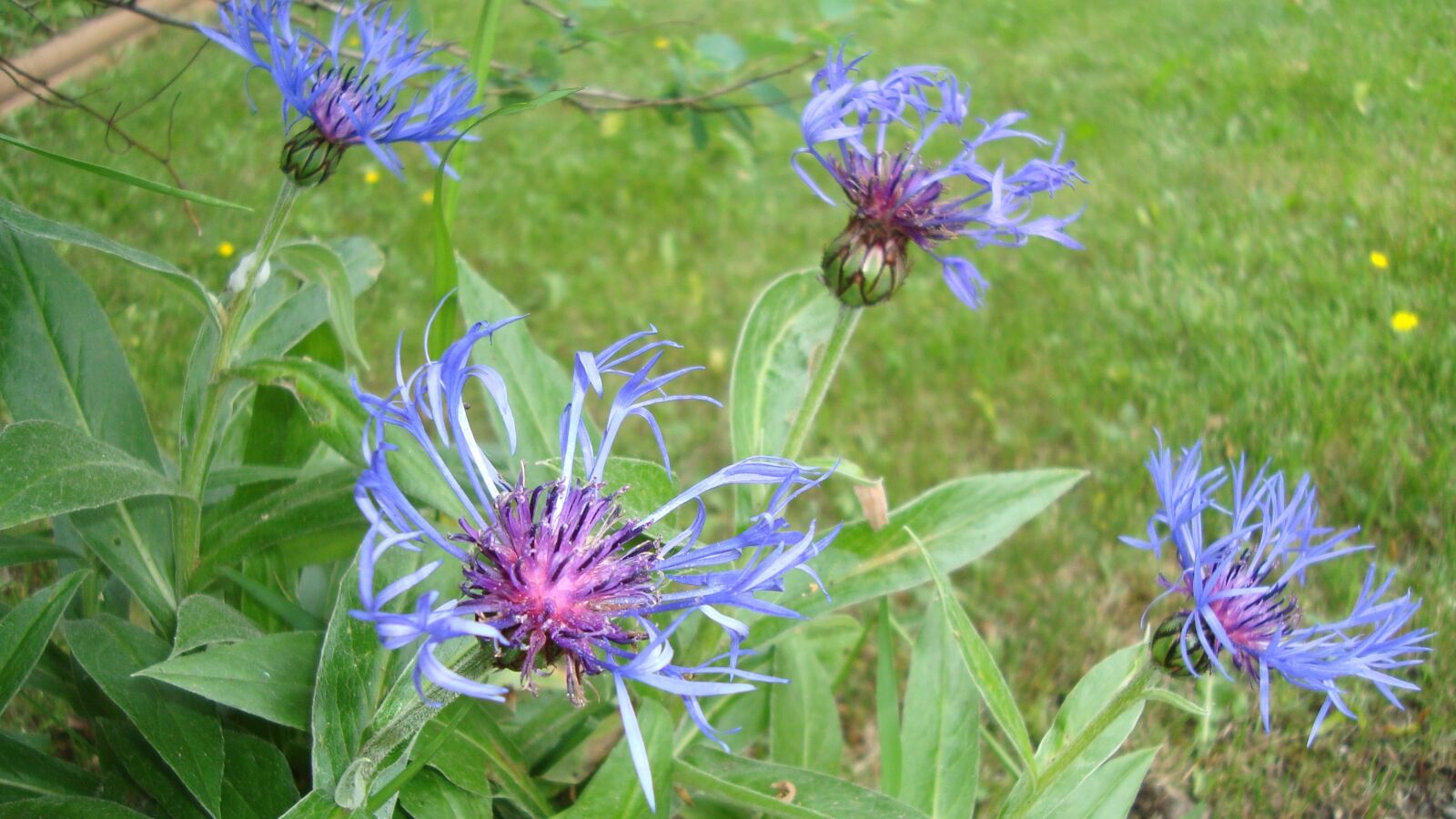 Sony Cyber-shot DSC-W120 sample photo. Flower, blue, garden photography