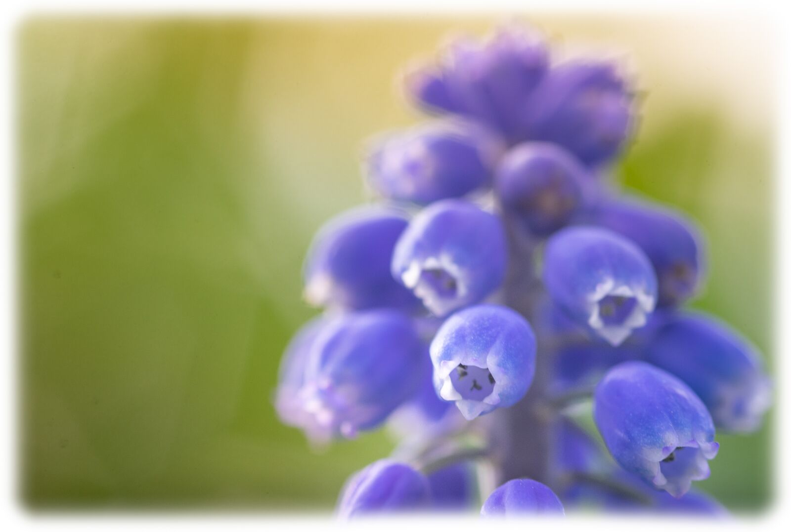 Sony a7 sample photo. Flower, blue grape, macro photography