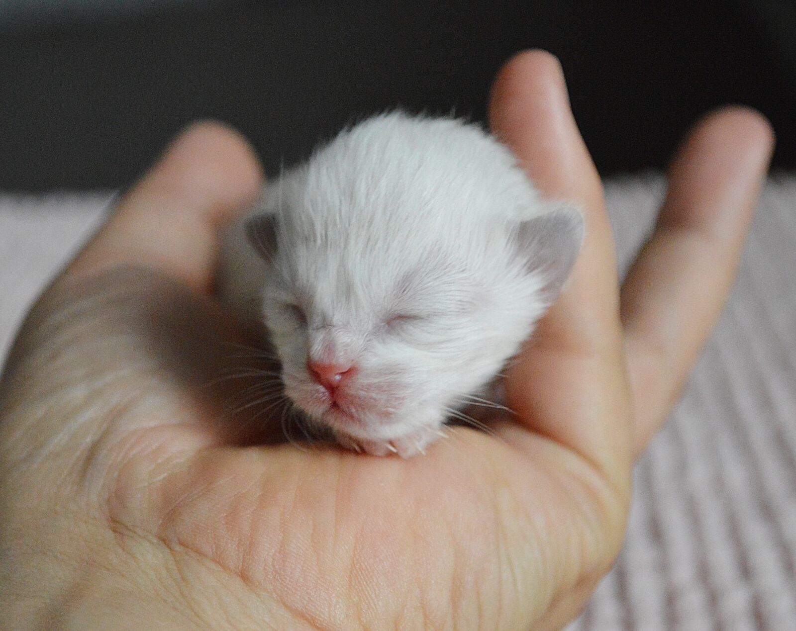 Nikon D3200 sample photo. Kitten, ragdoll cat, animal photography