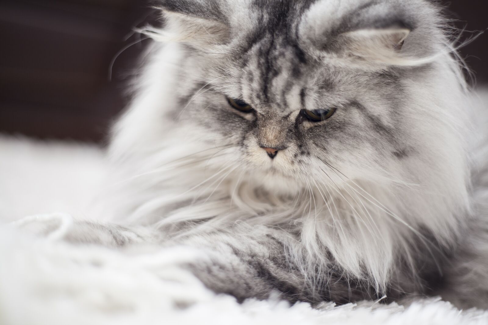 Canon EF 50mm F1.8 II sample photo. Cat, animal, animal portrait photography