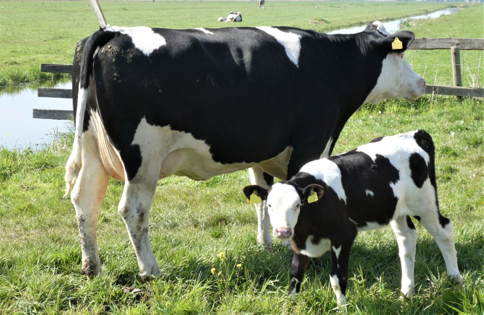 Panasonic Lumix DC-ZS70 (Lumix DC-TZ90) sample photo. Little calf, cow, moederzorg photography