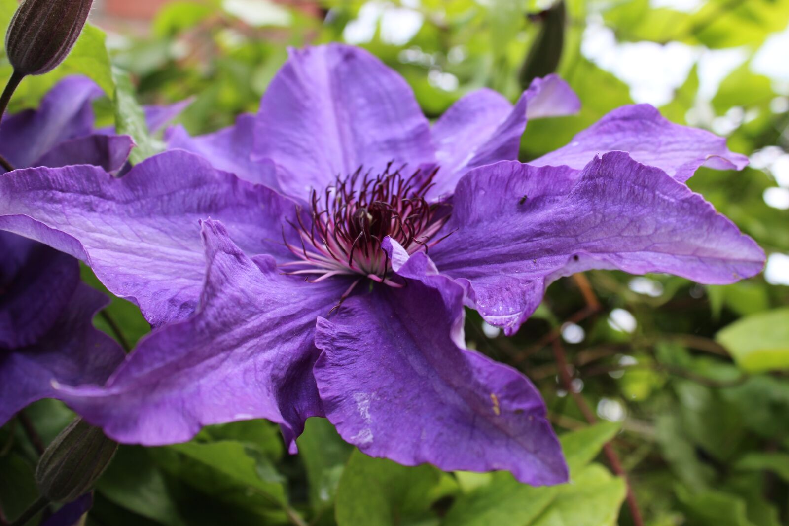 Canon EOS 600D (Rebel EOS T3i / EOS Kiss X5) sample photo. Clematis, blossom, bloom photography