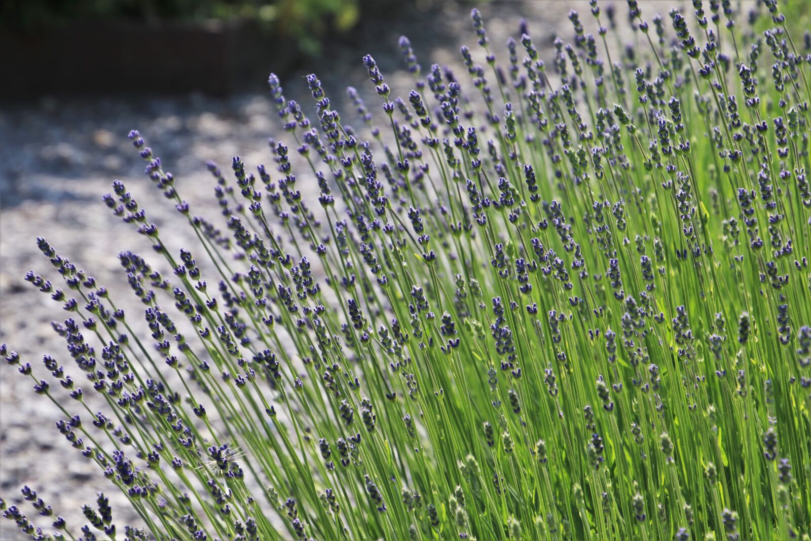 Canon EOS 80D sample photo. Lavender fields, provence, fragrant photography