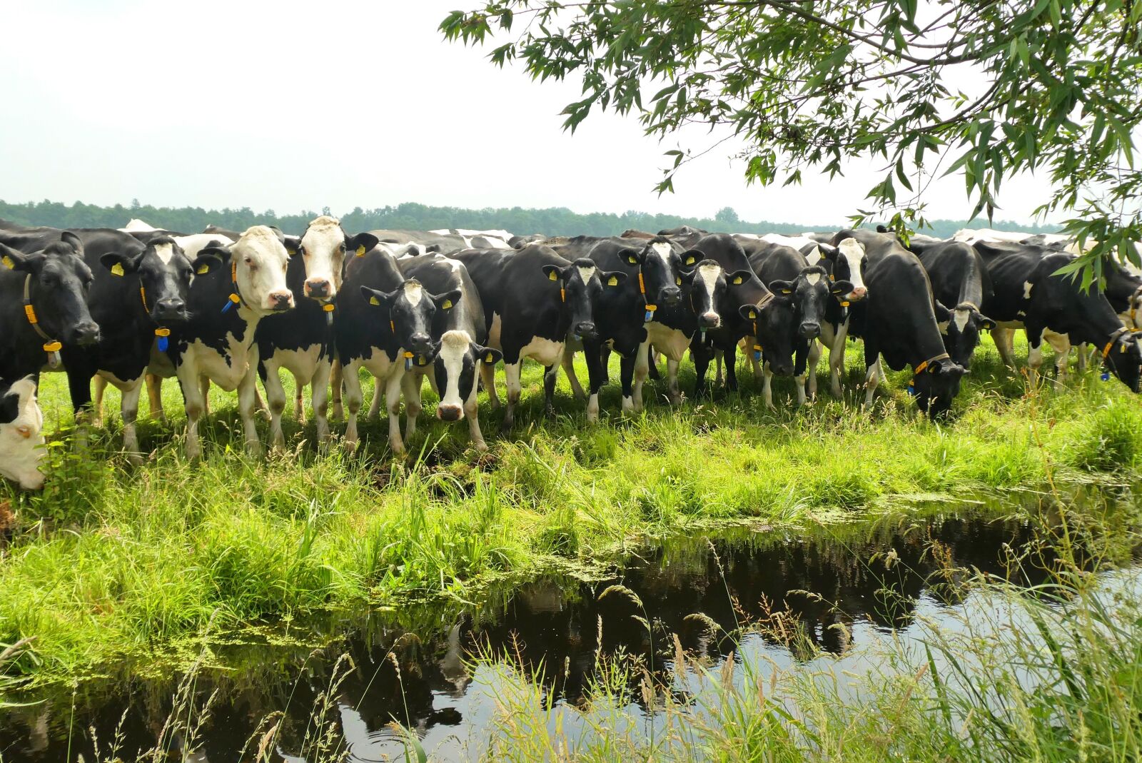 Panasonic Lumix DC-ZS70 (Lumix DC-TZ90) sample photo. Pasture, cows, curious photography