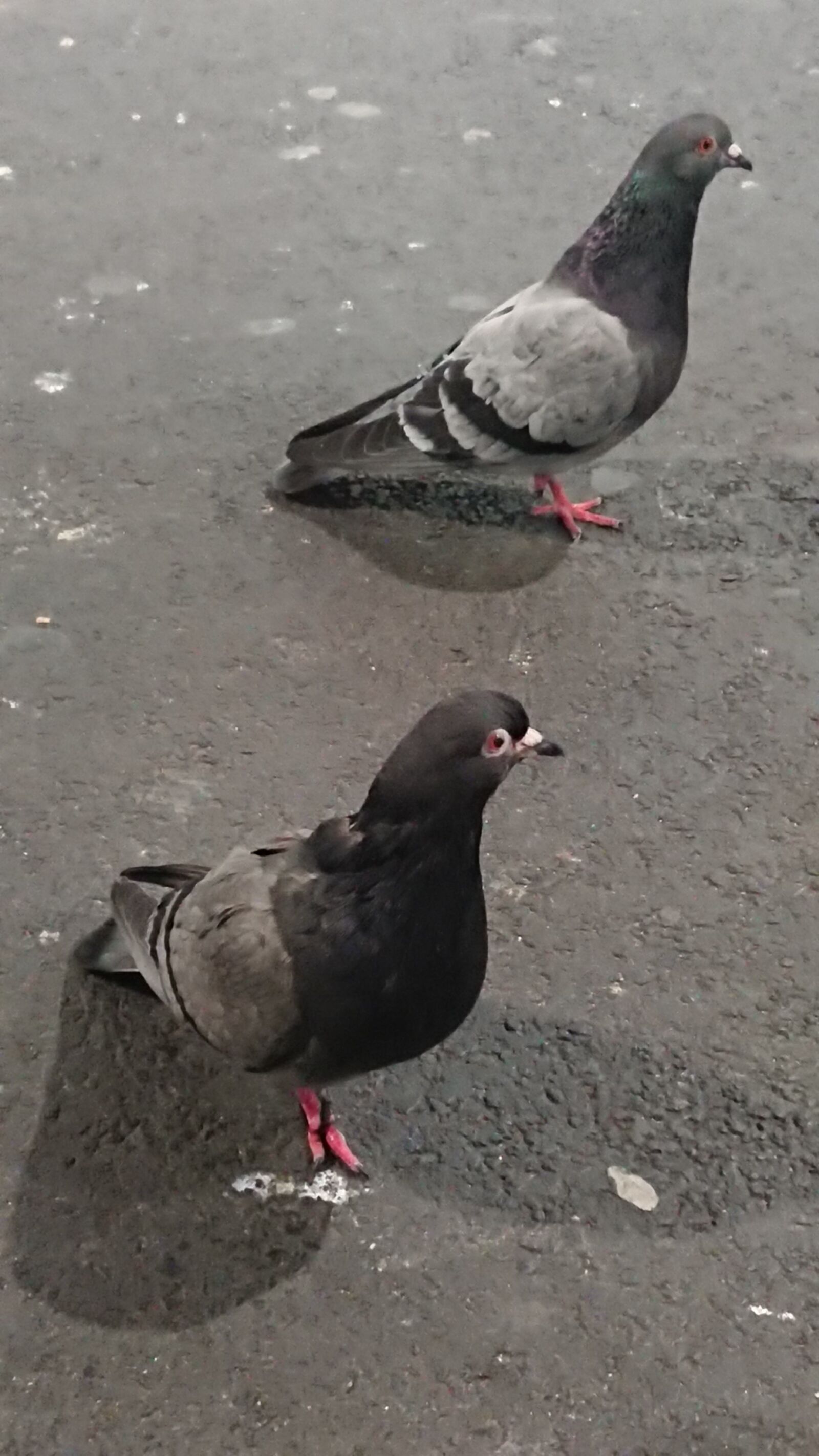 Sony Xperia XZ Premium sample photo. Pigeon, bird, pigeons photography