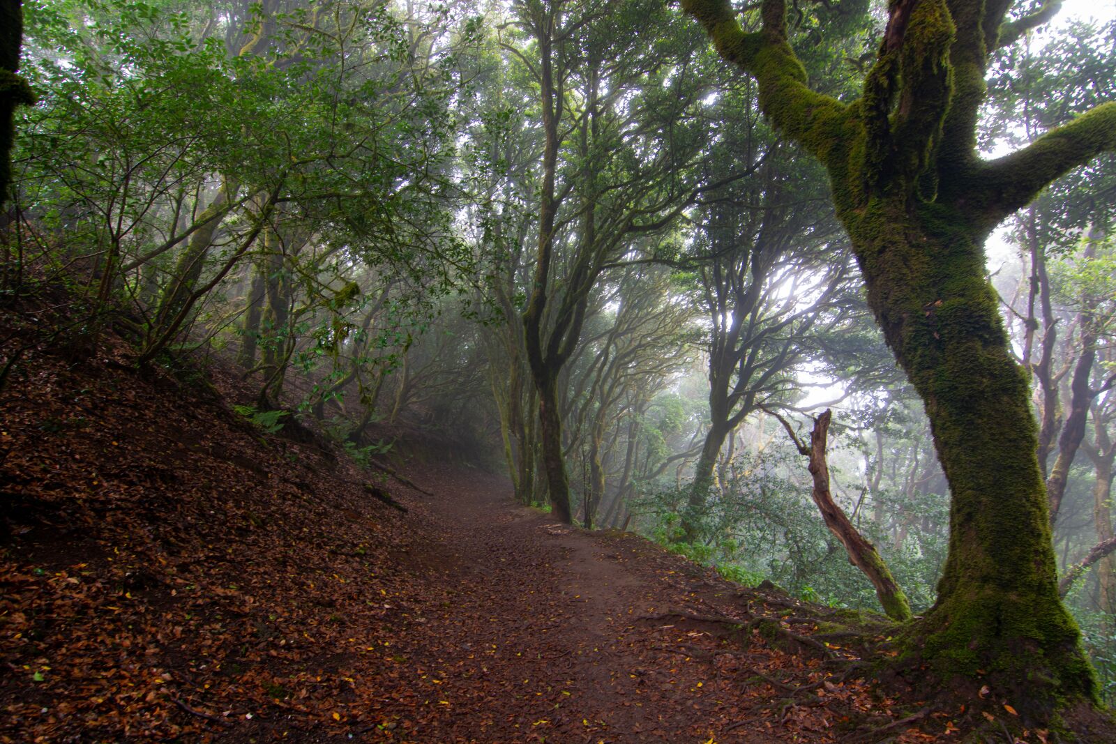 Nikon D7100 sample photo. Trail, trees, forest photography