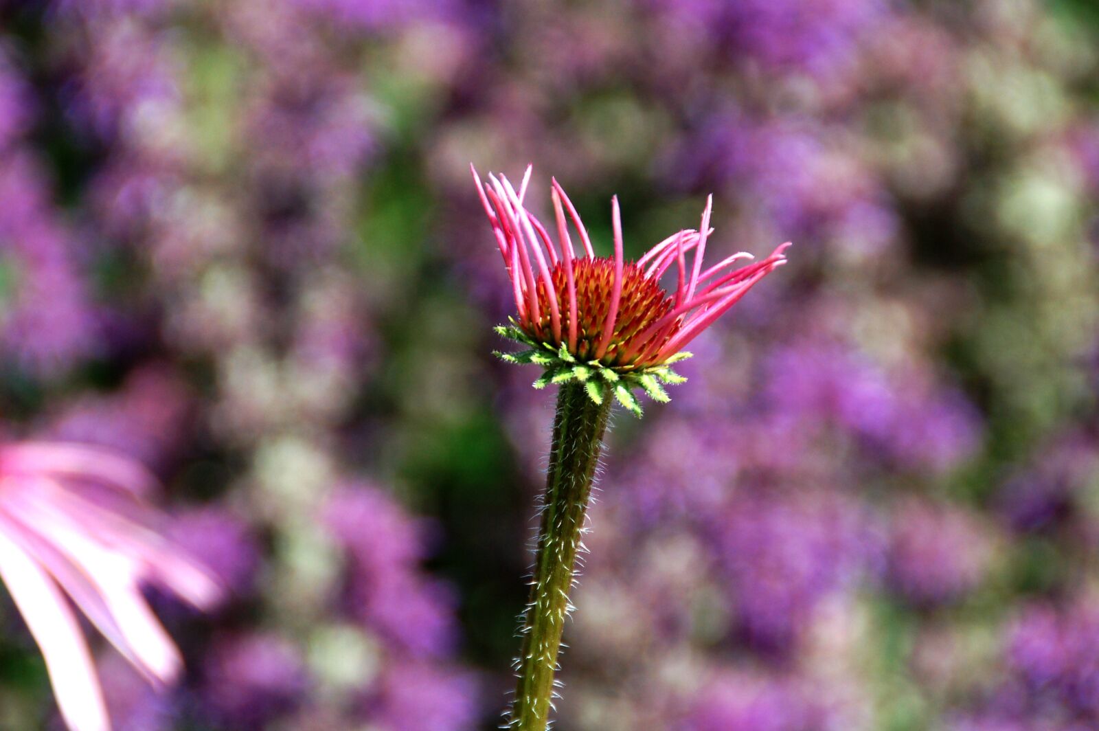 Nikon D50 sample photo. Flower, overblown, button photography