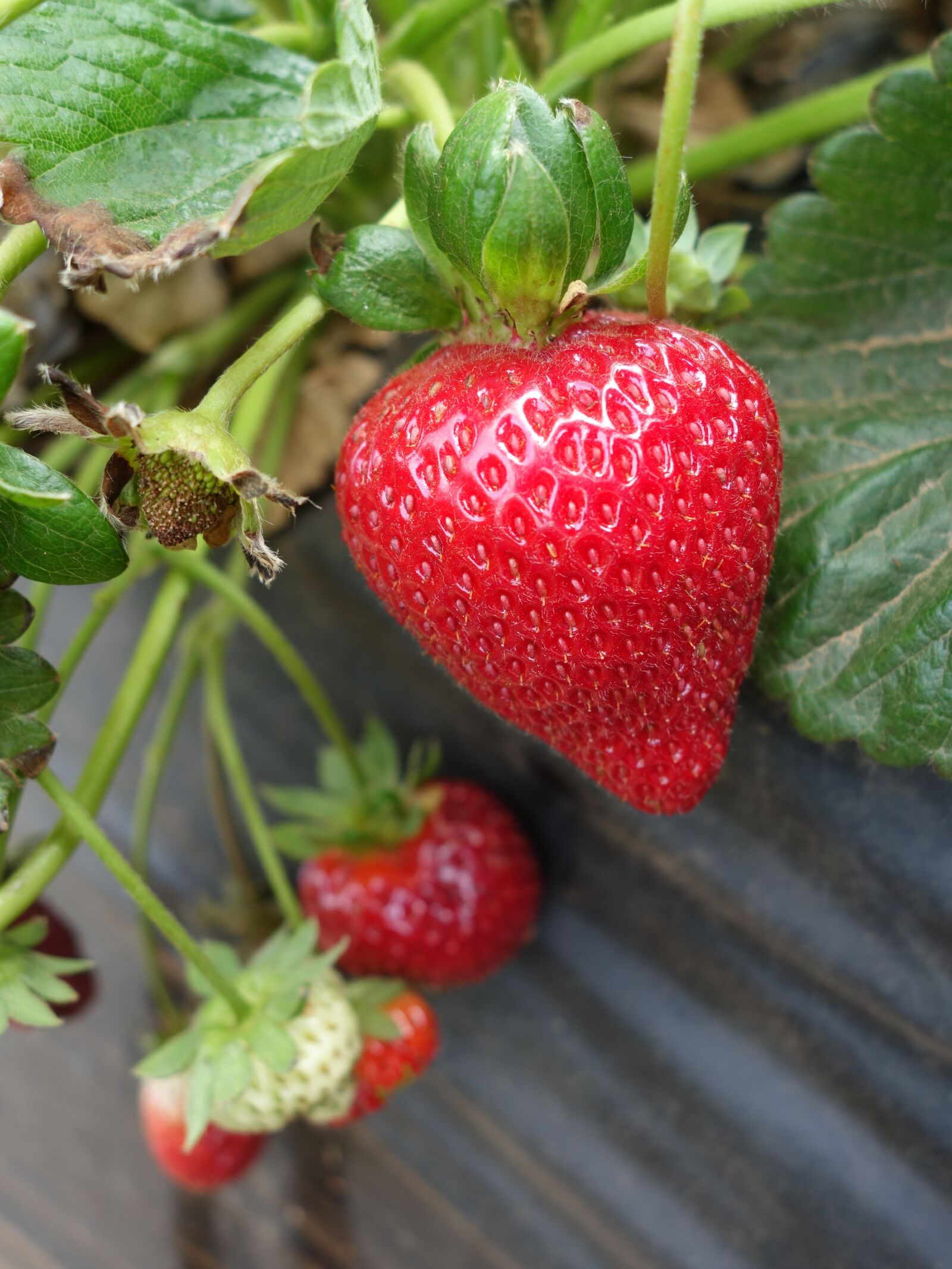 Sony Cyber-shot DSC-RX100 II sample photo. Strawberry, strawberries, fruits photography