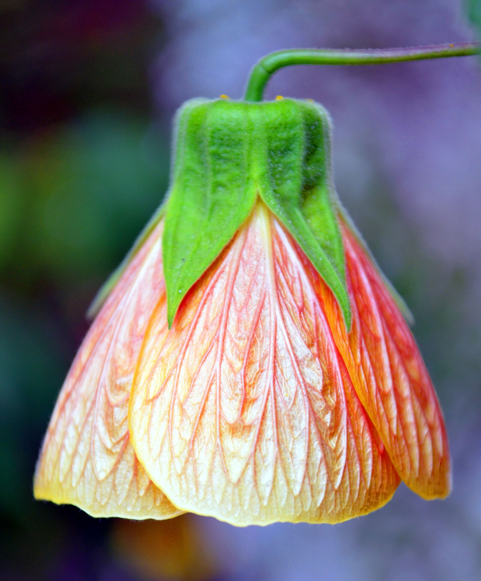 Nikon D5100 sample photo. Flower, bell, garden photography