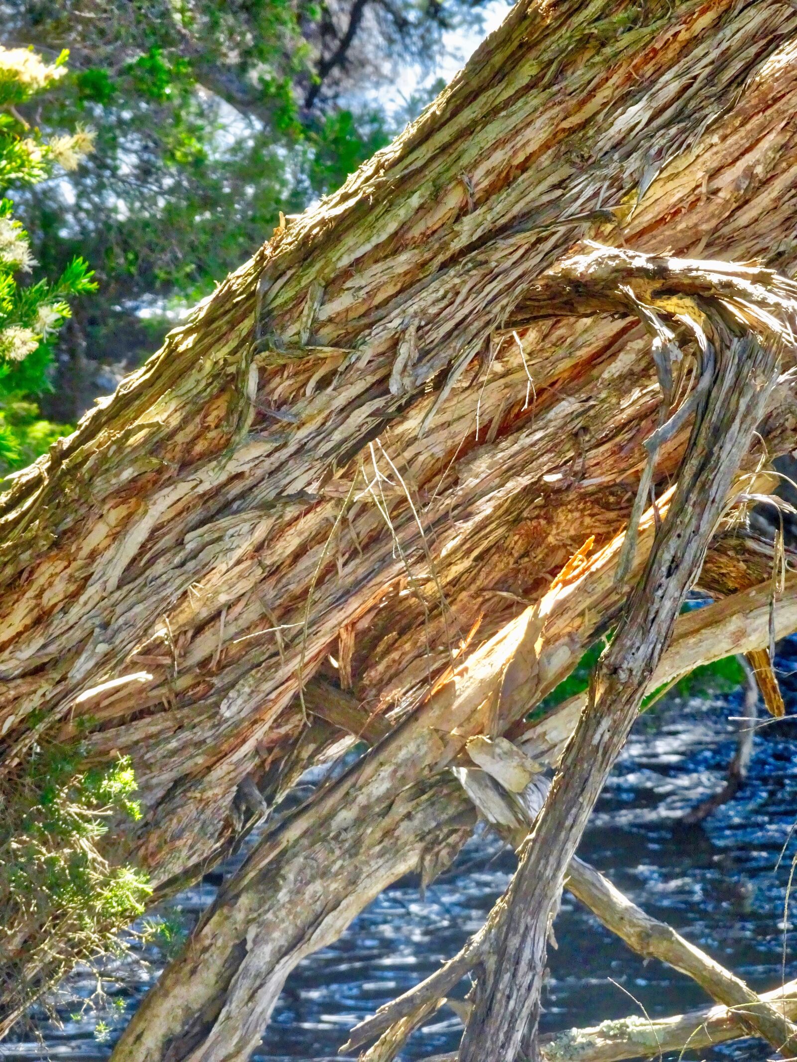 Sony Cyber-shot DSC-HX90V sample photo. Bark, tree, trunk photography