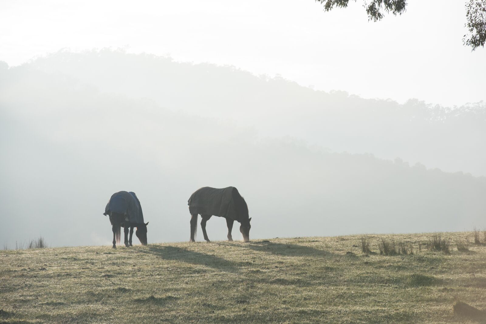Nikon D750 sample photo. Sunrise, horse, horses photography