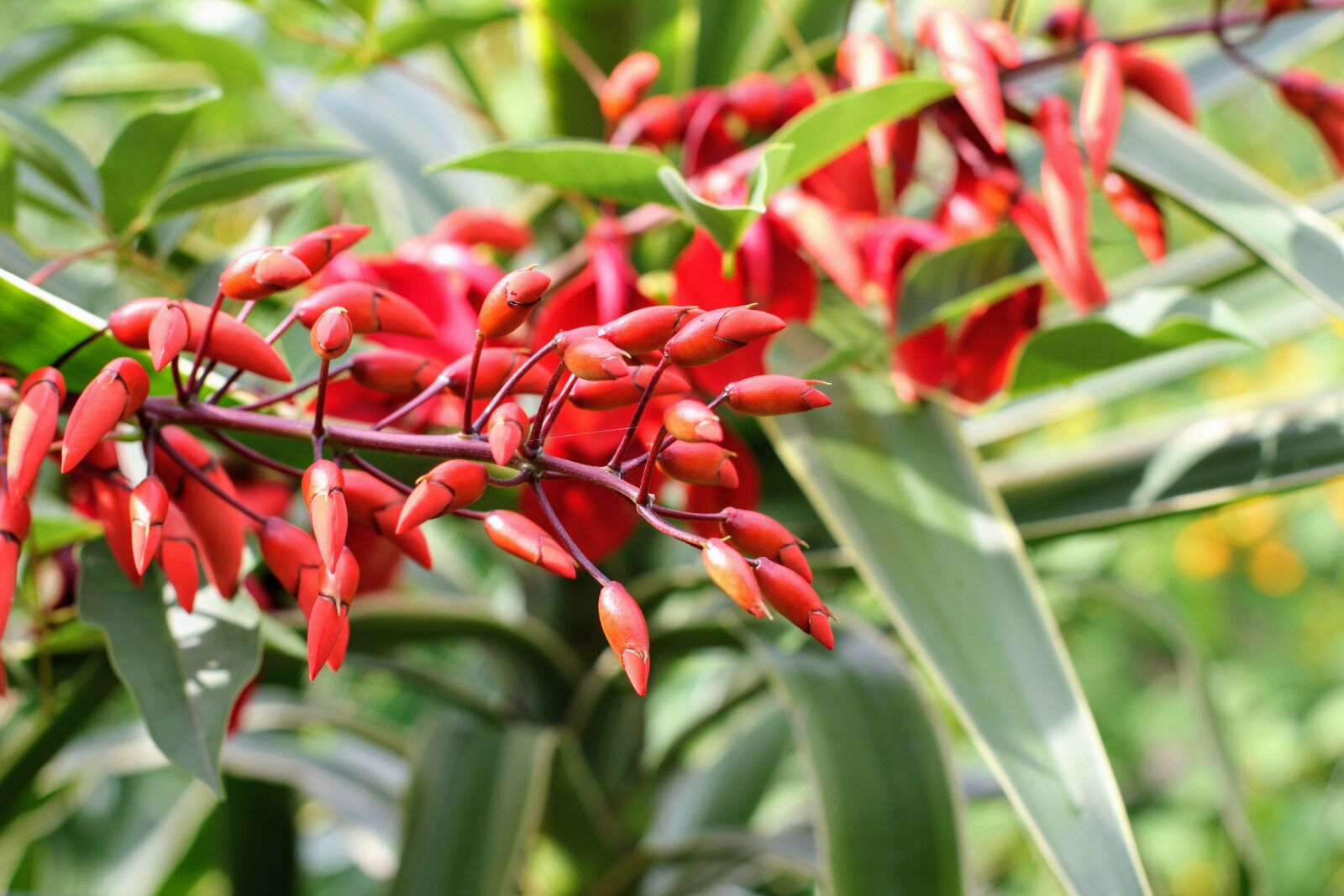 Canon EF 50mm F1.4 USM sample photo. Coral plant, blossom, bloom photography