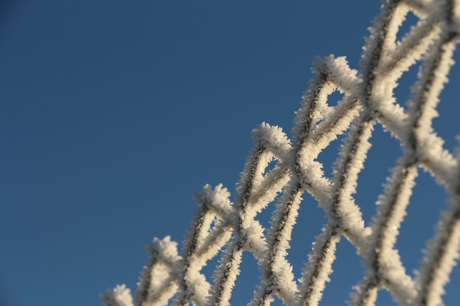 Canon EOS 700D (EOS Rebel T5i / EOS Kiss X7i) sample photo. Frost, winter, nature photography