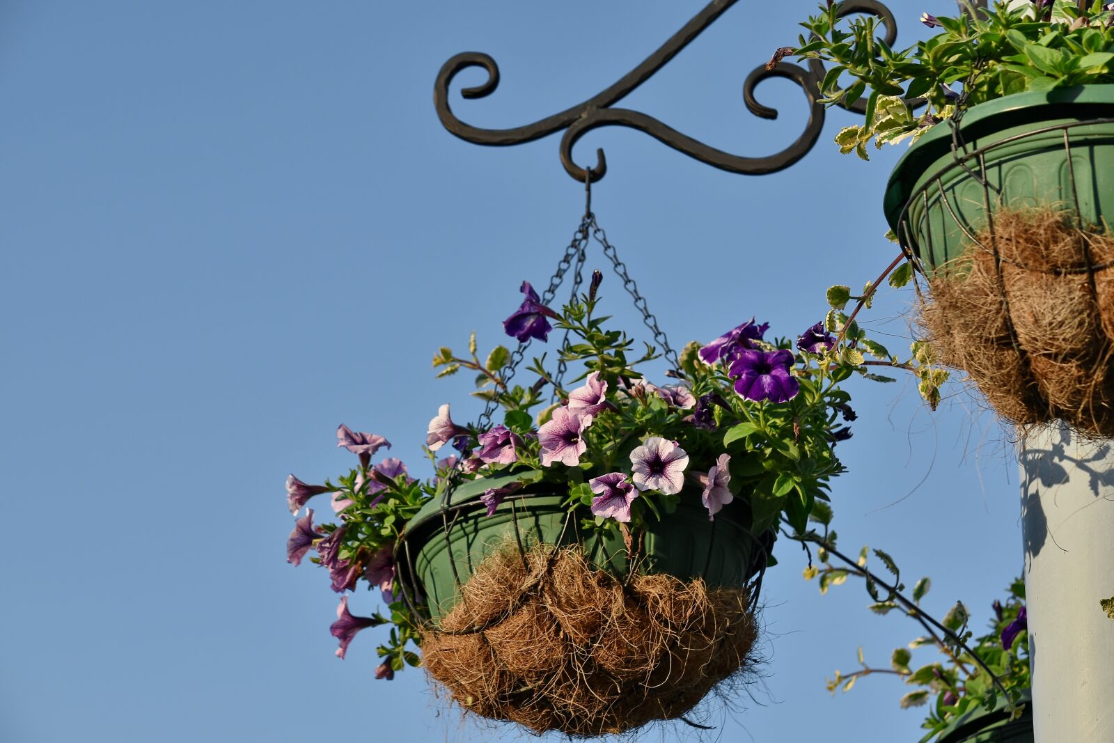 Nikon D5500 sample photo. Cast iron, flowerpot, still photography