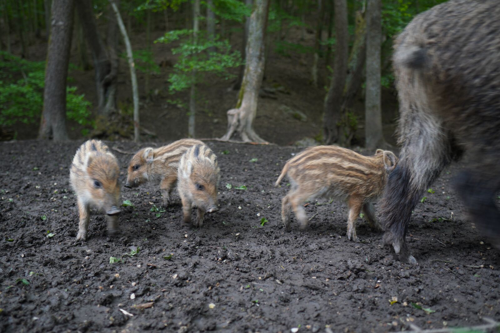 Sony a6400 + Sigma 16mm F1.4 DC DN | C sample photo. Wild boar, pig, sows photography