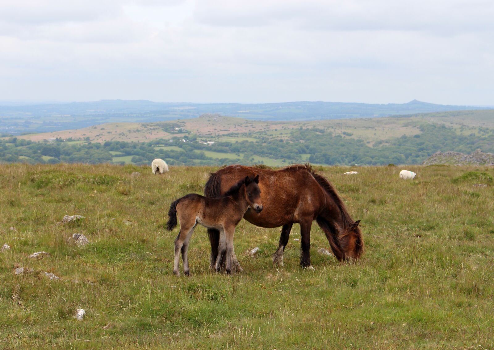 Canon EOS 700D (EOS Rebel T5i / EOS Kiss X7i) sample photo. Pony, horse, animal photography