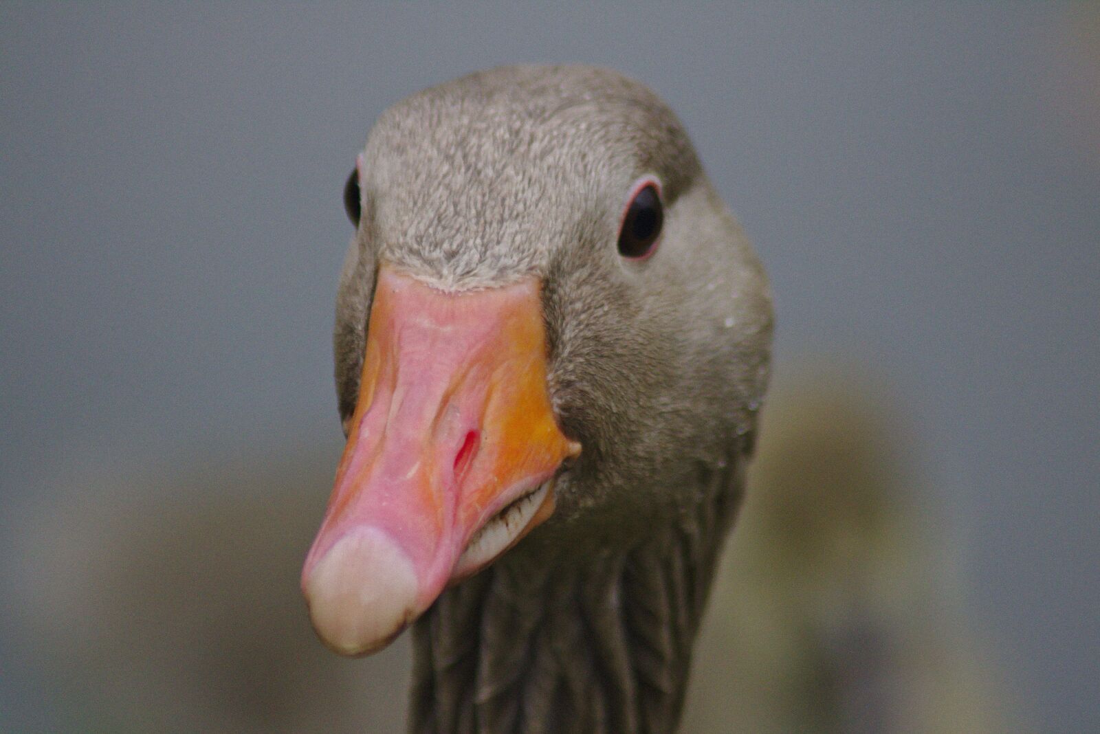 Canon EOS 750D (EOS Rebel T6i / EOS Kiss X8i) sample photo. Duck, head, bill photography