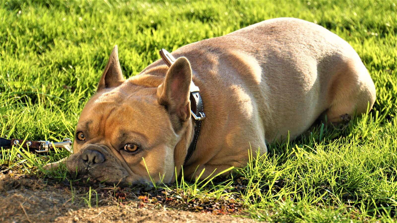 Sony a6000 + Sony E 18-200mm F3.5-6.3 OSS LE sample photo. French bulldog, dog, space photography