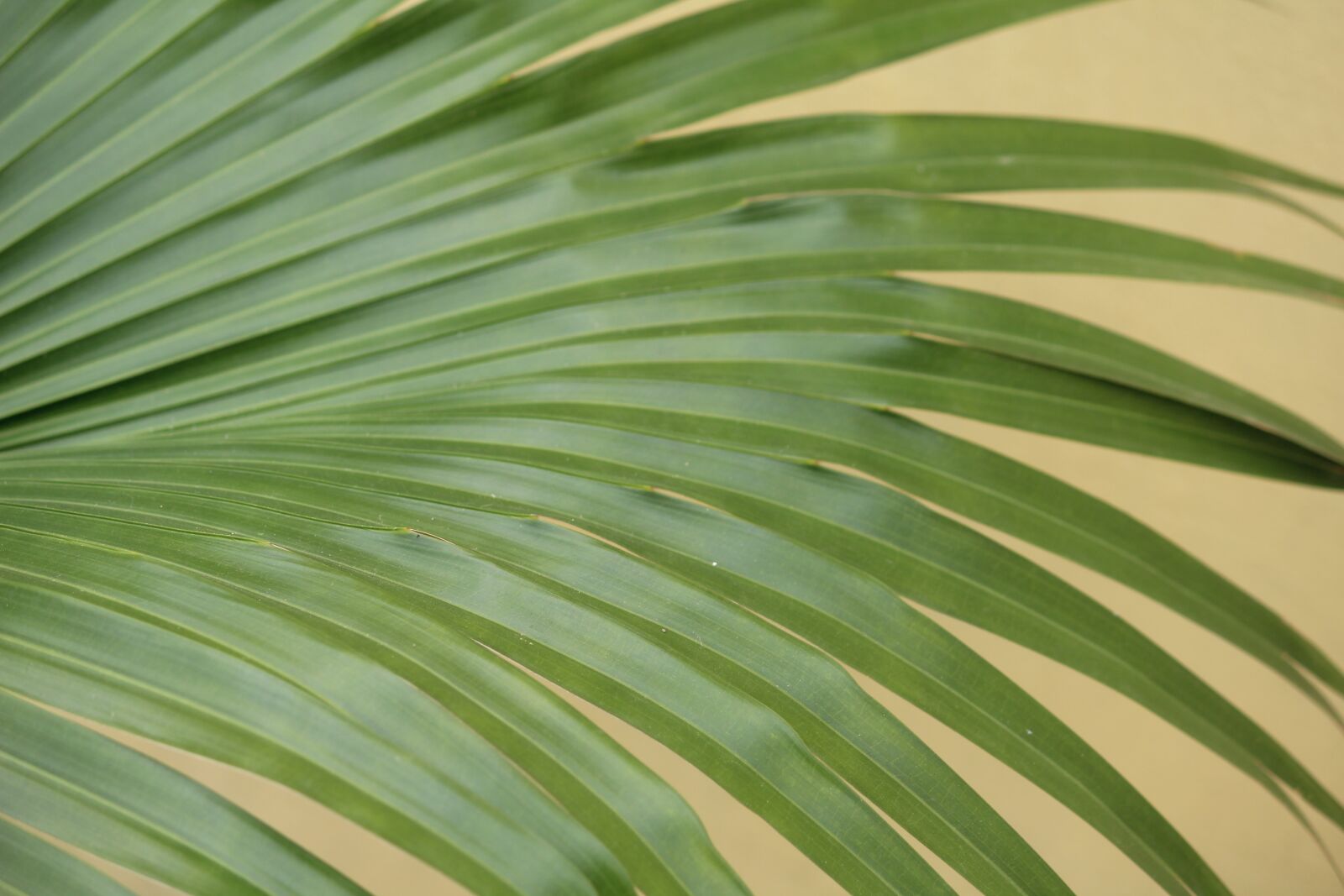 Canon EOS 1200D (EOS Rebel T5 / EOS Kiss X70 / EOS Hi) sample photo. Plant, green, leaf photography