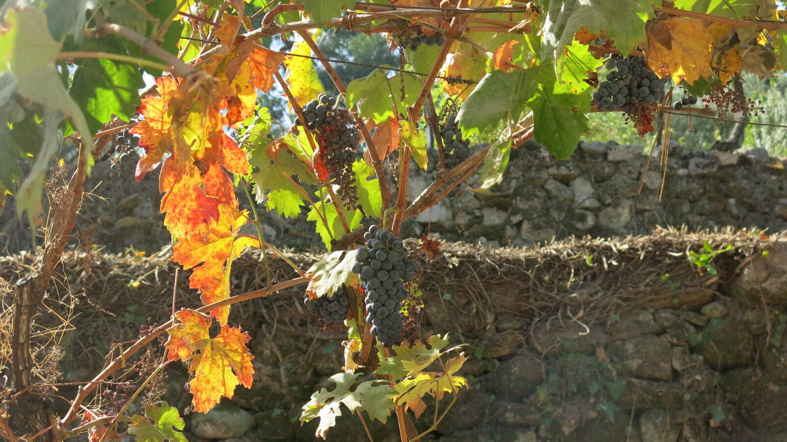 Canon PowerShot G15 sample photo. Autumn, vintage, vine photography