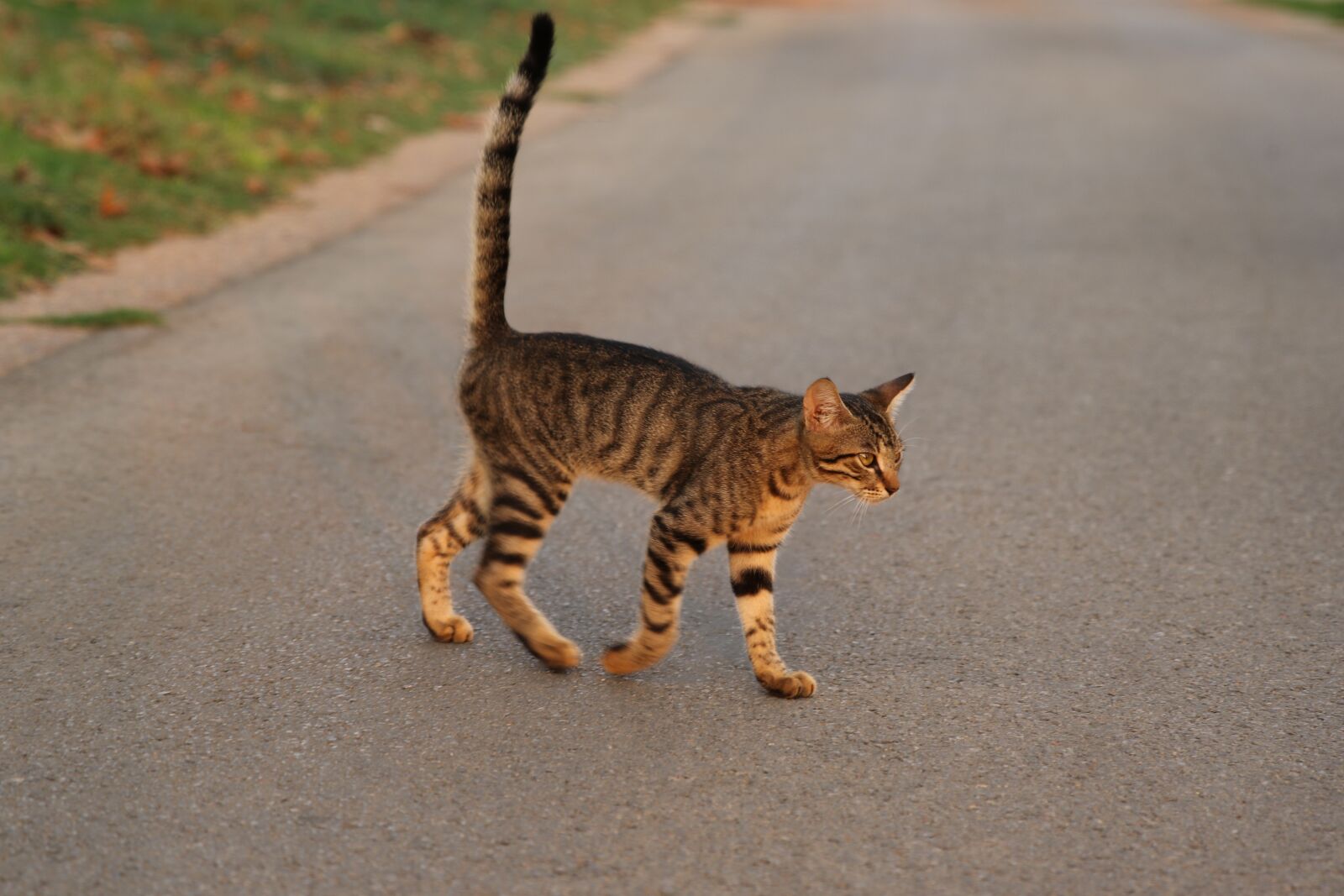 Canon EOS 7D Mark II sample photo. Cat, walk, park photography