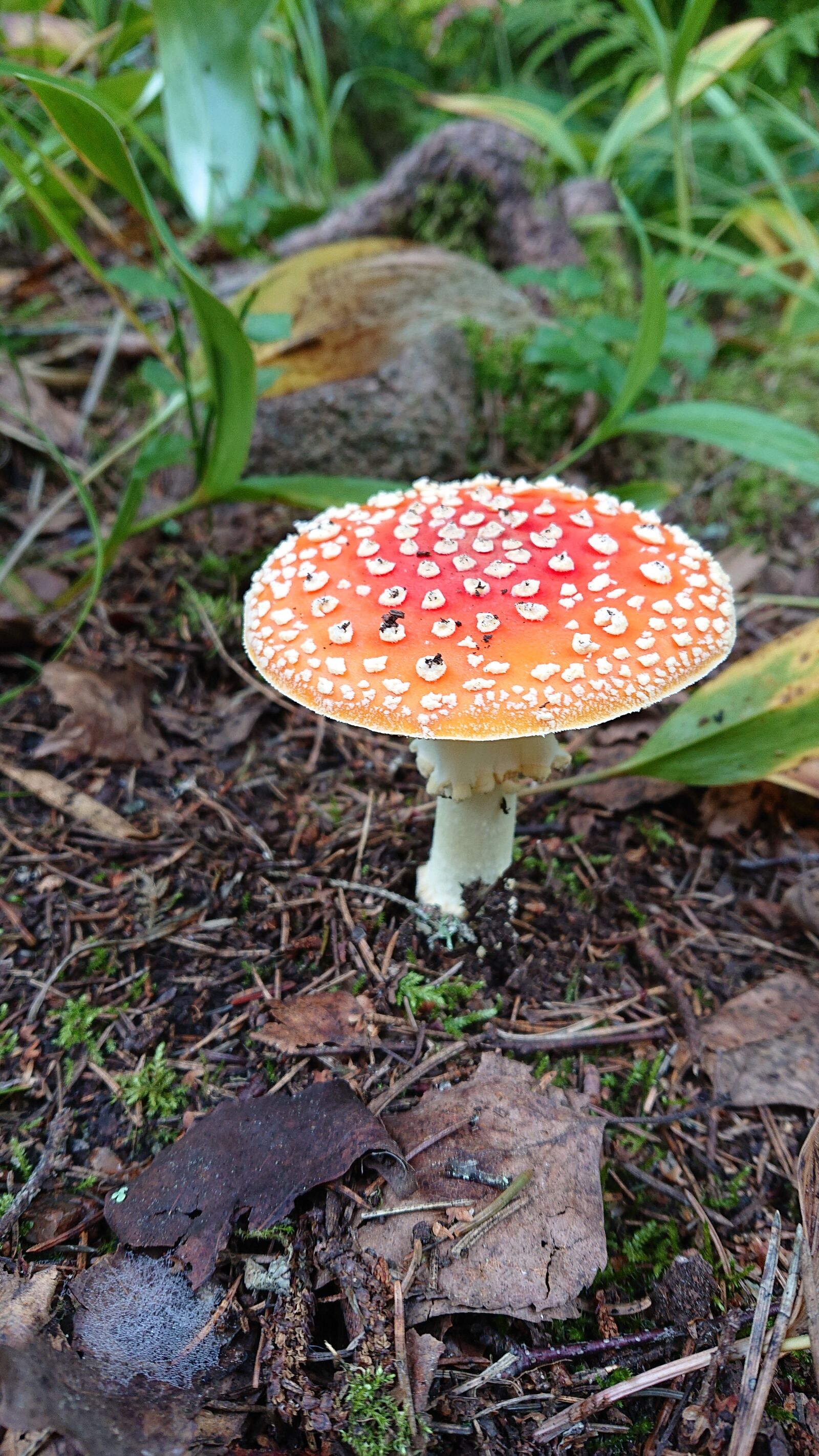 Sony Xperia XZ2 Compact sample photo. Red, fly agaric, agaric photography