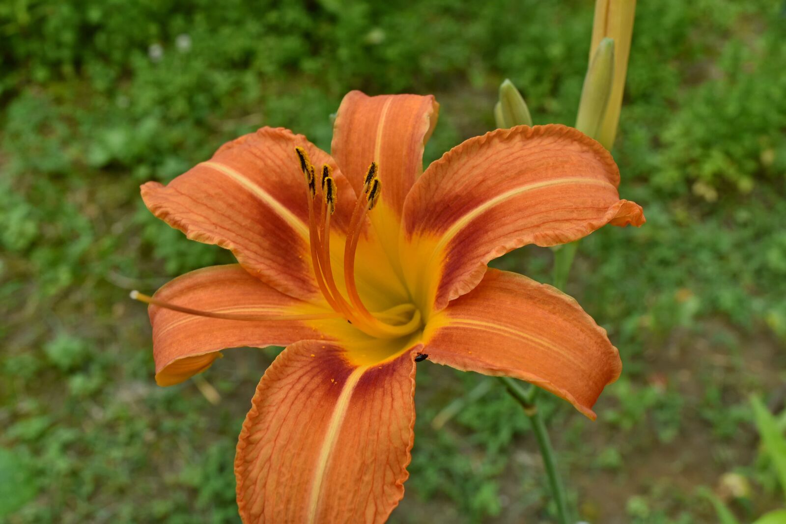 Nikon D5500 sample photo. Elegant, flower garden, lily photography