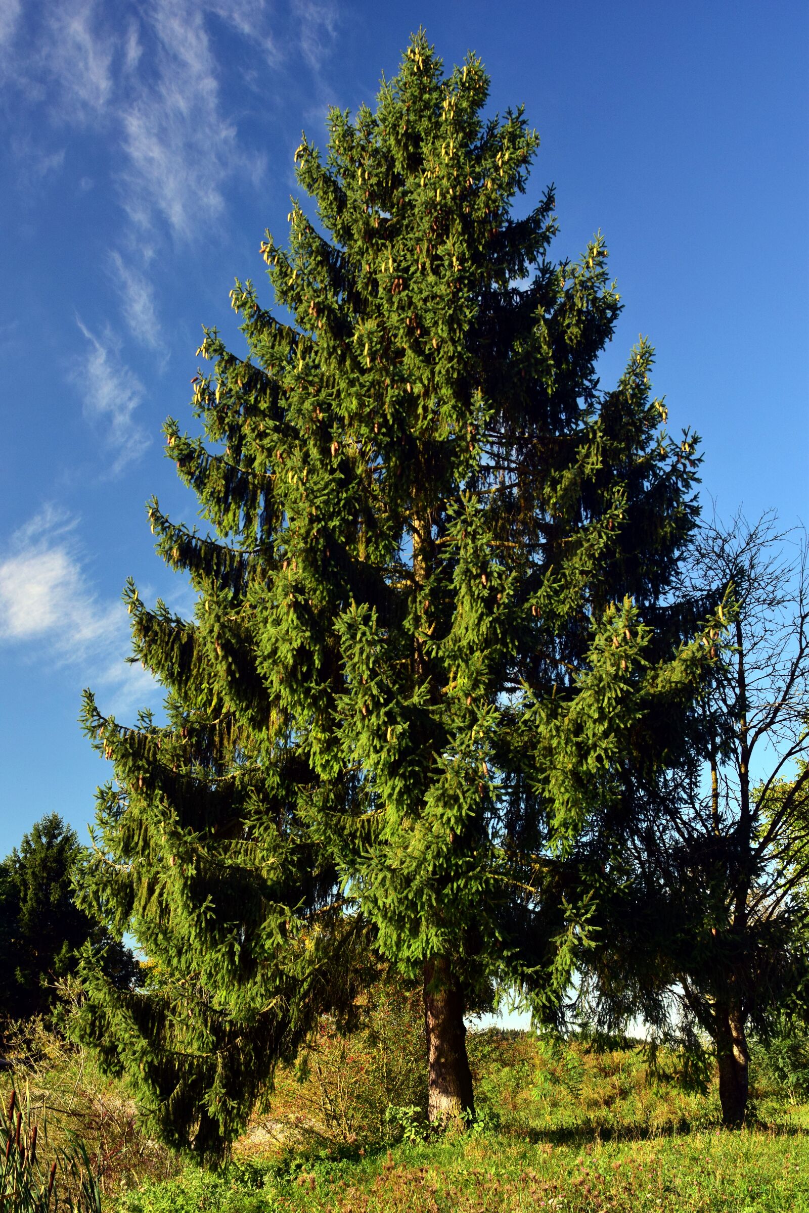 Nikon D3300 sample photo. Spruce, tree, nature photography