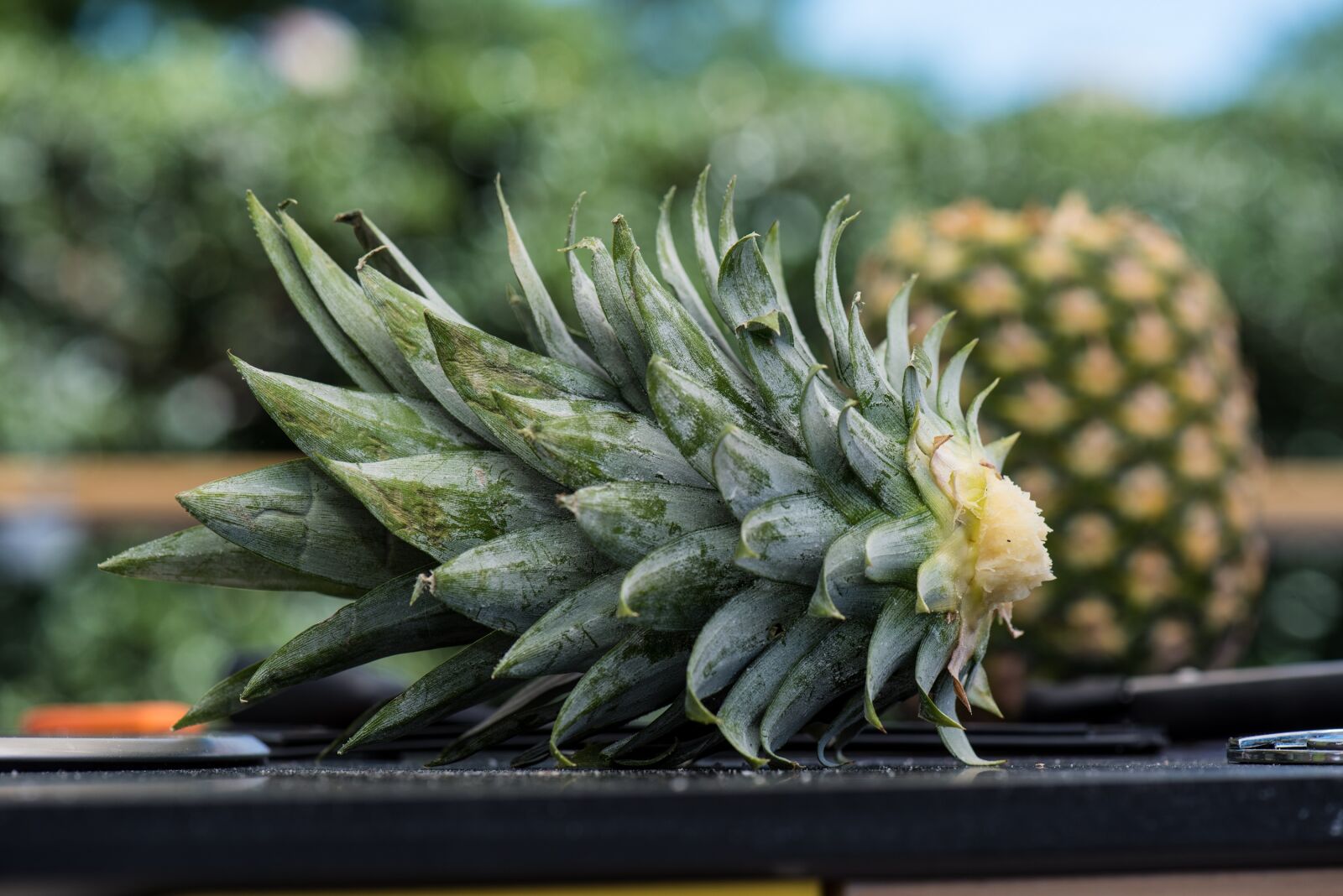 Nikon D810 sample photo. Pineapple, farmers market, produce photography