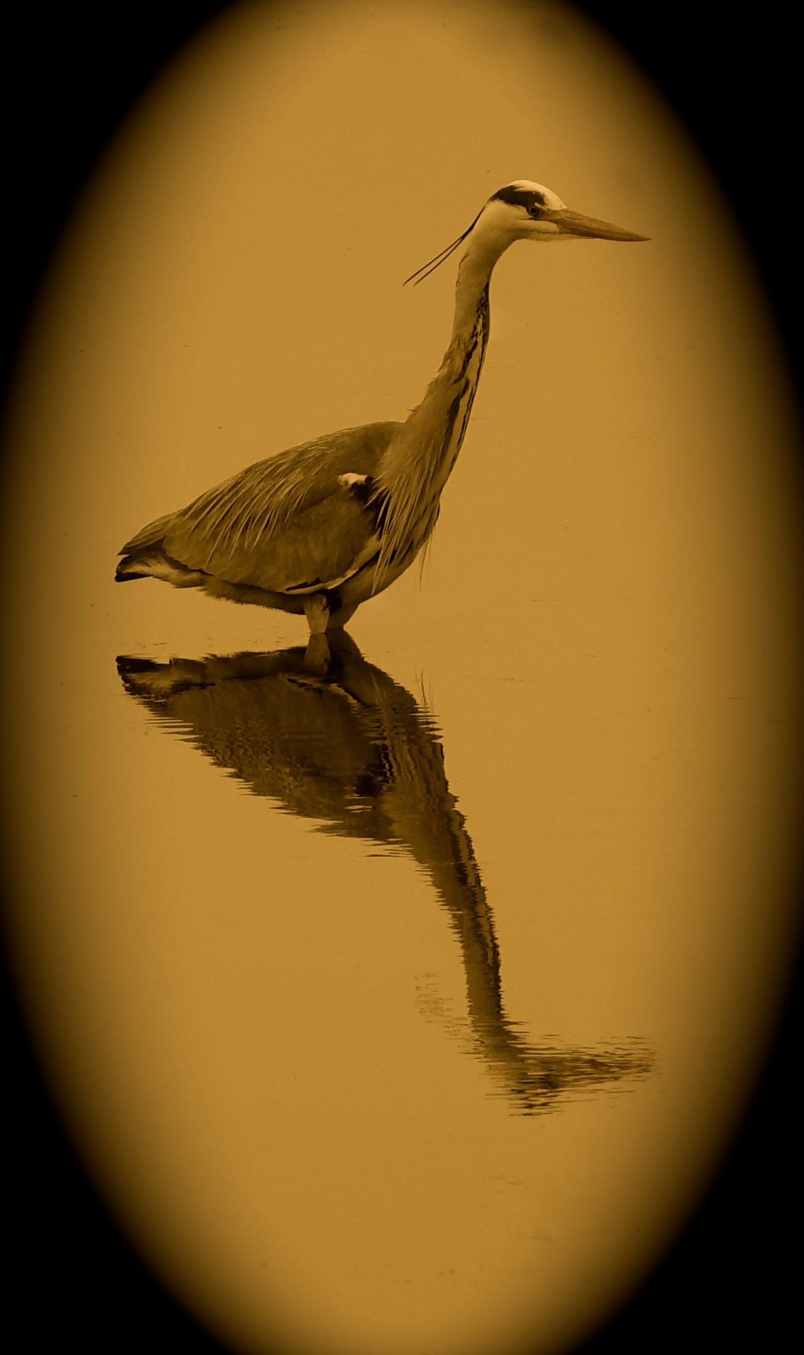 Sony Cyber-shot DSC-RX10 III sample photo. Bird, no person, nature photography