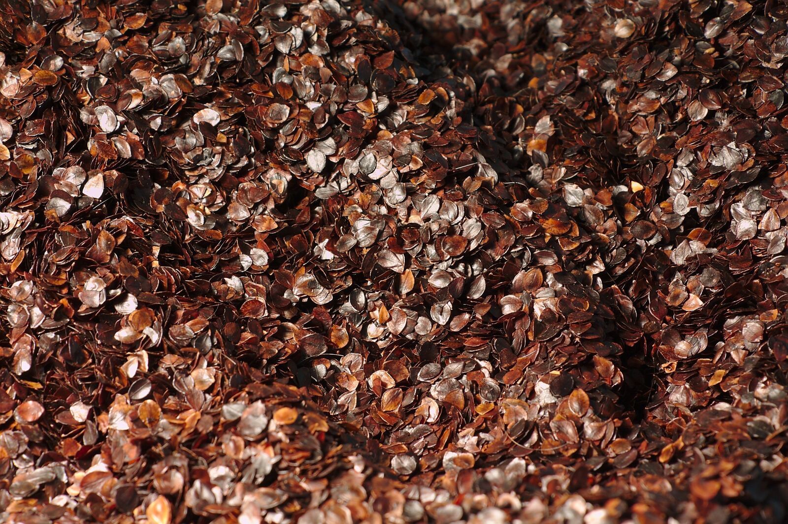 Canon EOS 1100D (EOS Rebel T3 / EOS Kiss X50) sample photo. Buckwheat, seeds, seed photography