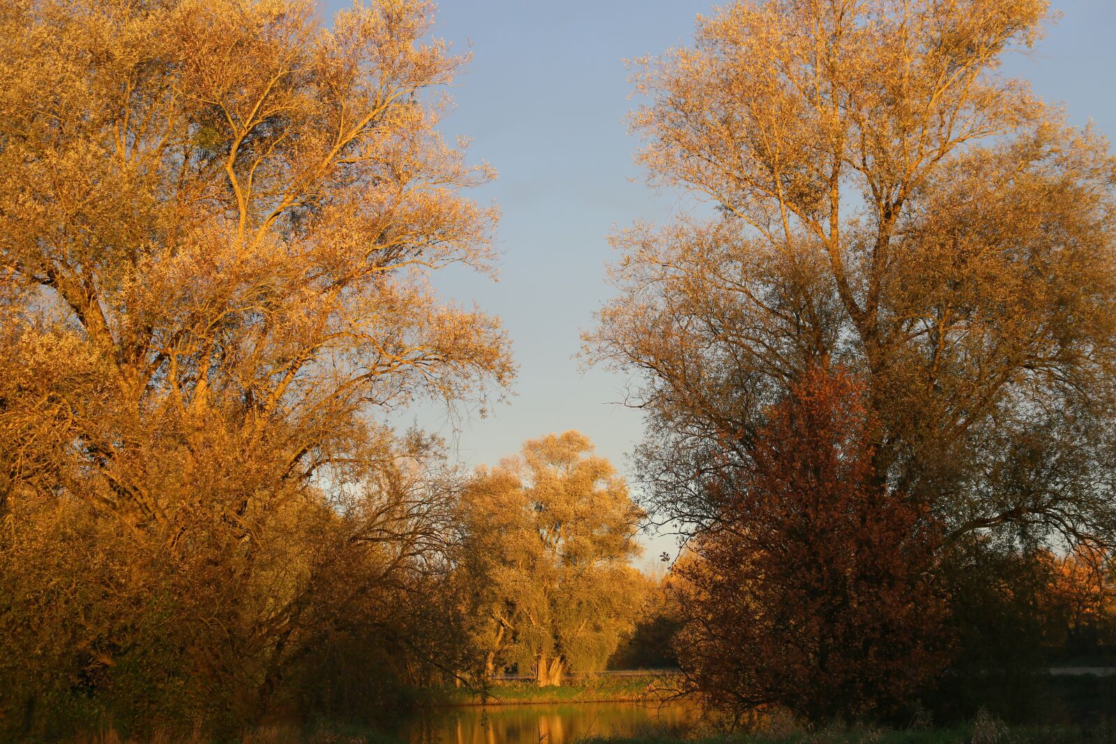 Canon EF 100-400mm F4.5-5.6L IS USM sample photo. Light, evening, trees photography