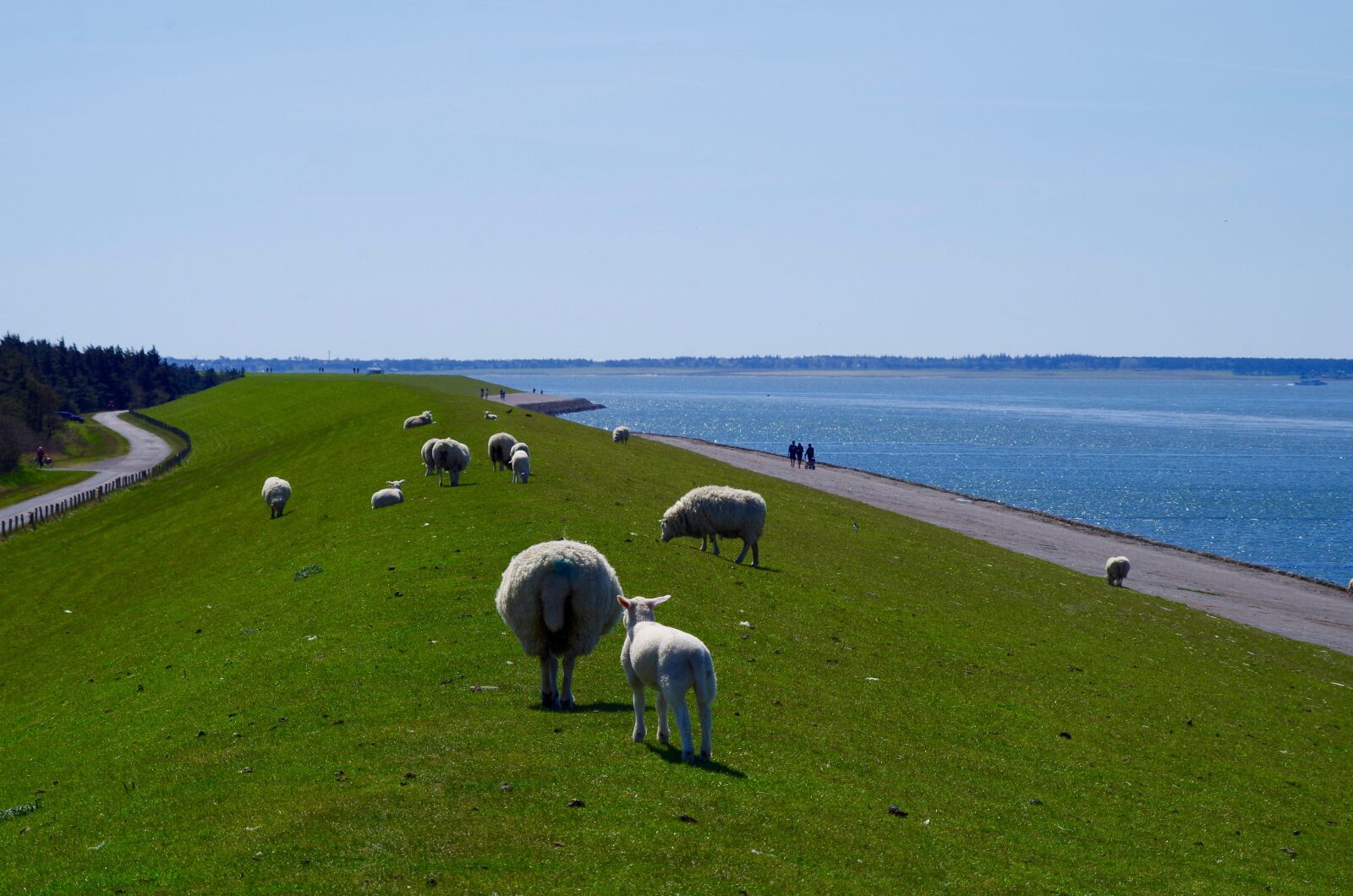 Pentax K-30 sample photo. Dike, north sea, sheep photography