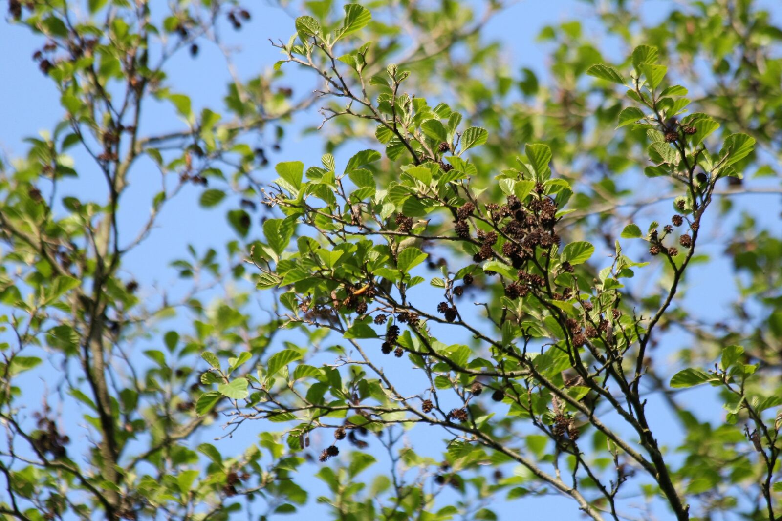 Canon EOS 60D sample photo. Tree, alder cones, nature photography