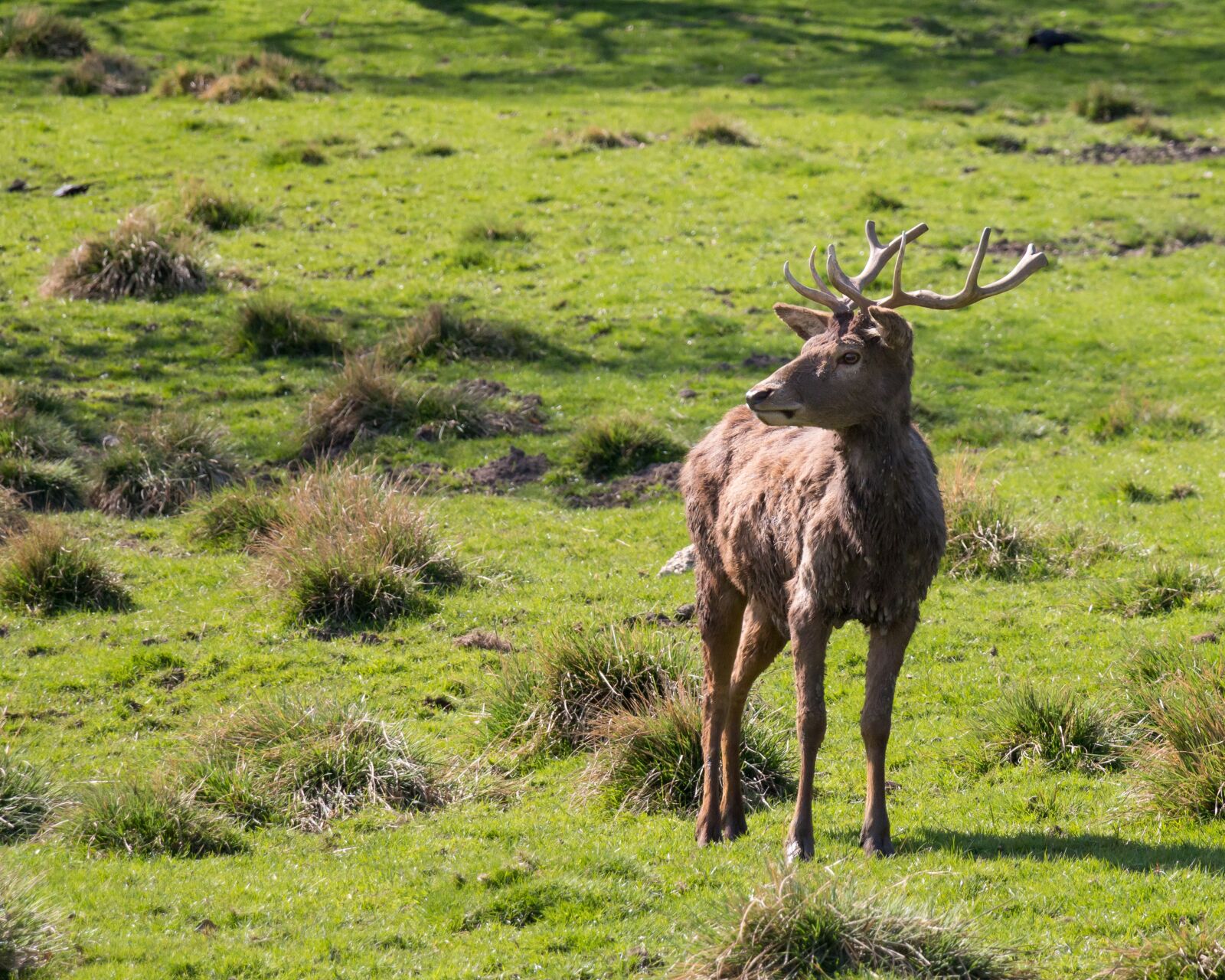 Canon EOS 70D sample photo. Antler, spring, reserve photography