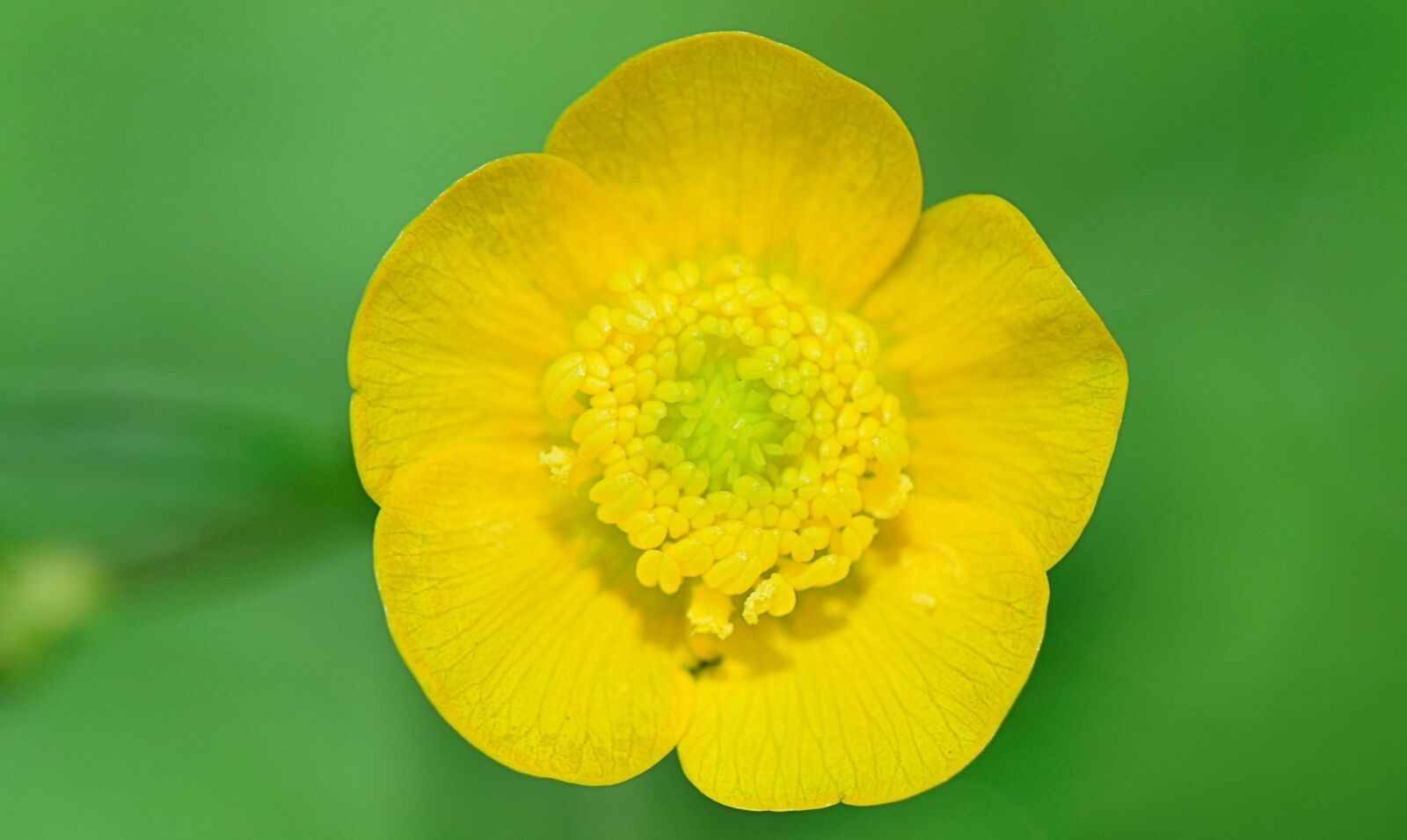 Nikon D5300 sample photo. Nature, flower, macro photography