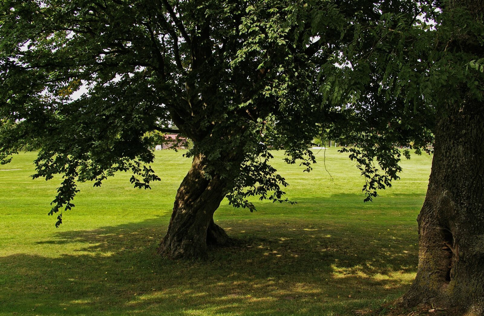 Pentax *ist DL2 sample photo. Tree, linden, shadow photography