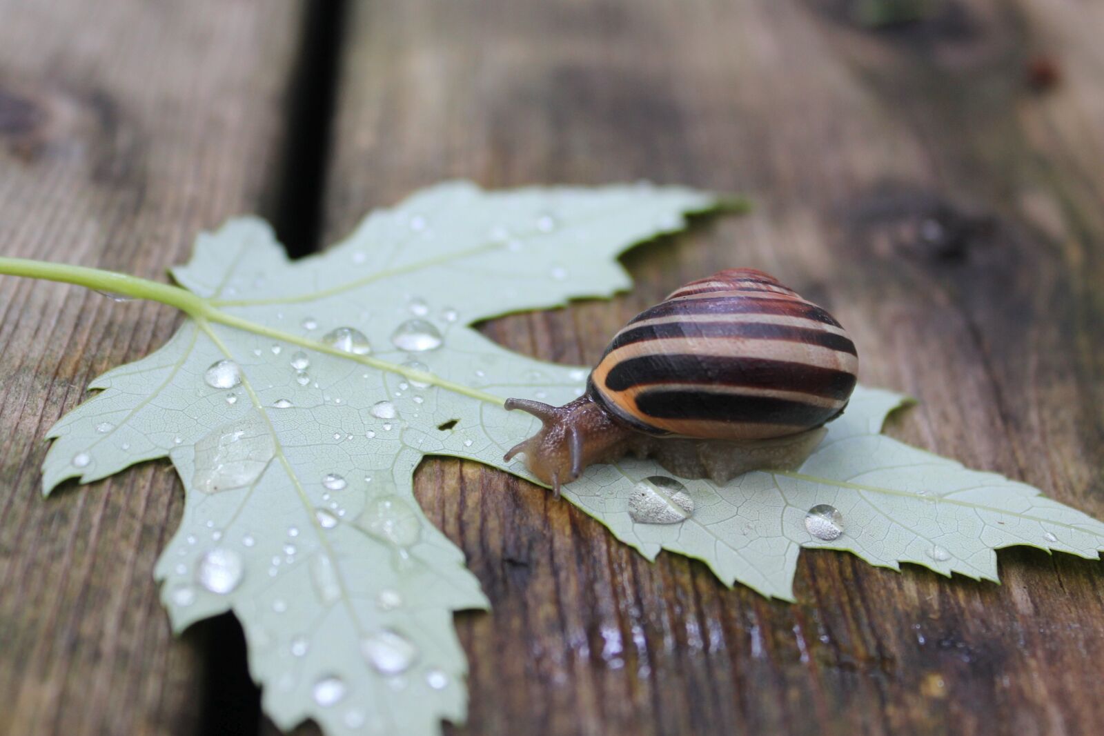 Canon EOS 550D (EOS Rebel T2i / EOS Kiss X4) sample photo. Nature, leaf, wood photography